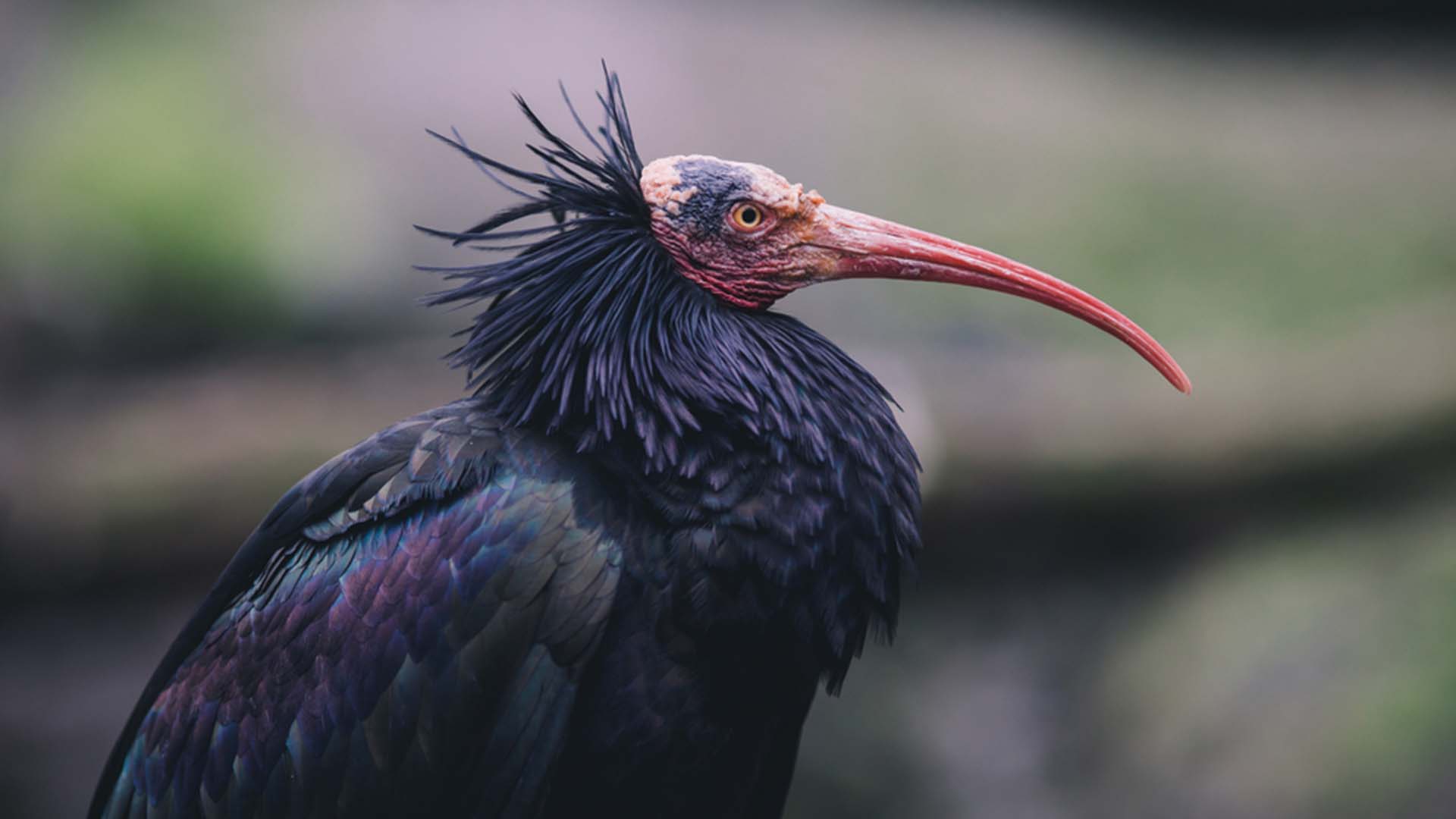 Northern Bald Ibis Rare Wildlife Around the World