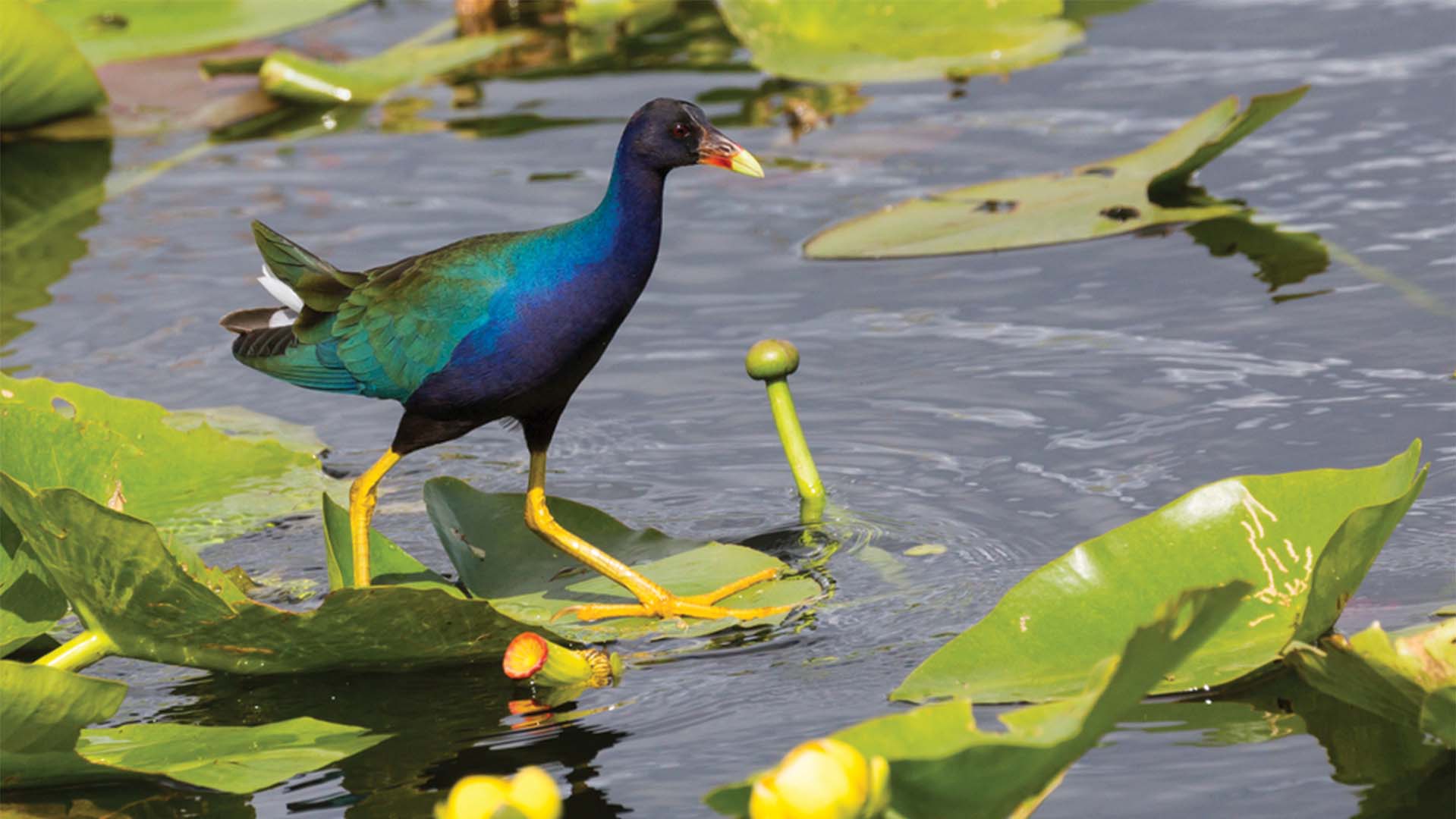 Purple Gallinule Everglades National Park Florida