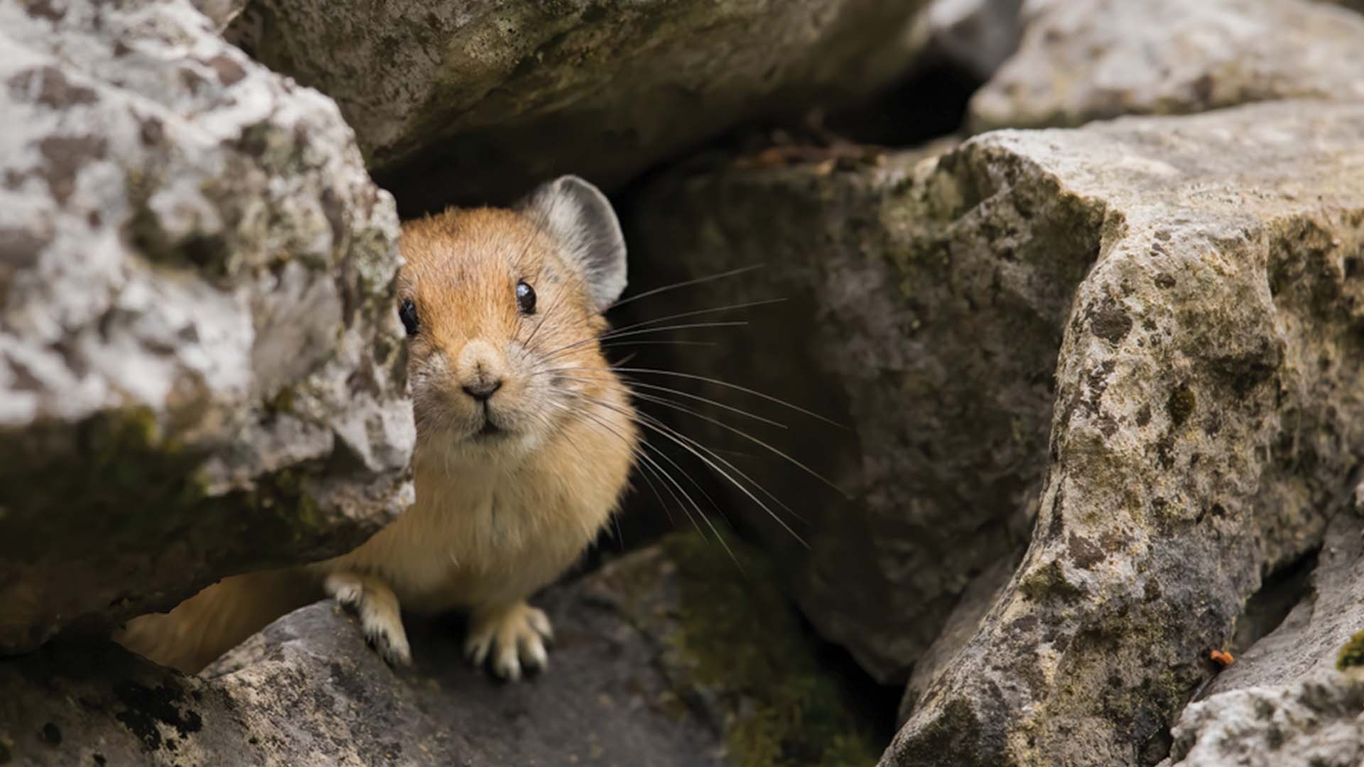 US National Parks American Pika