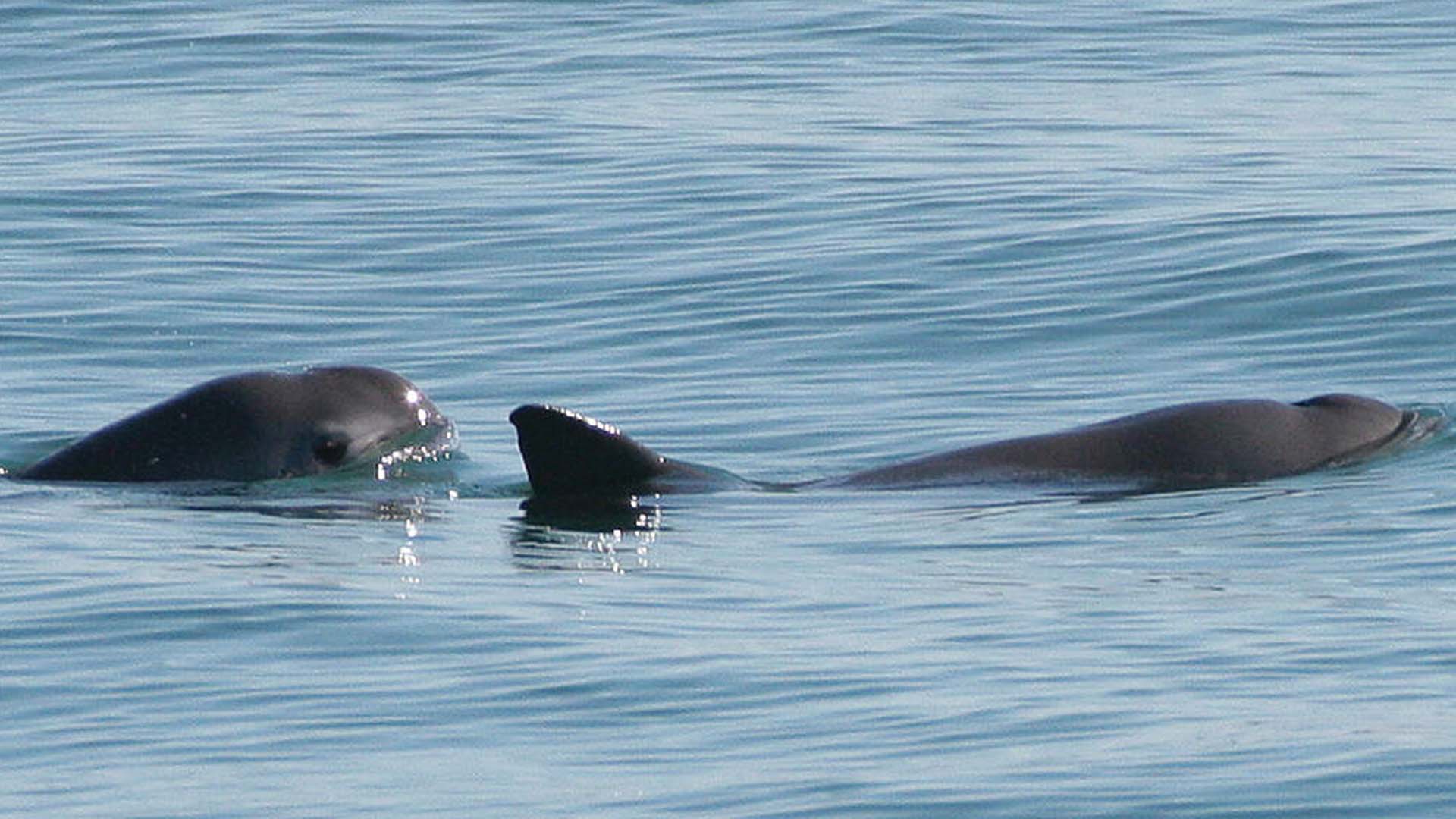 Vaquita Rare Species California