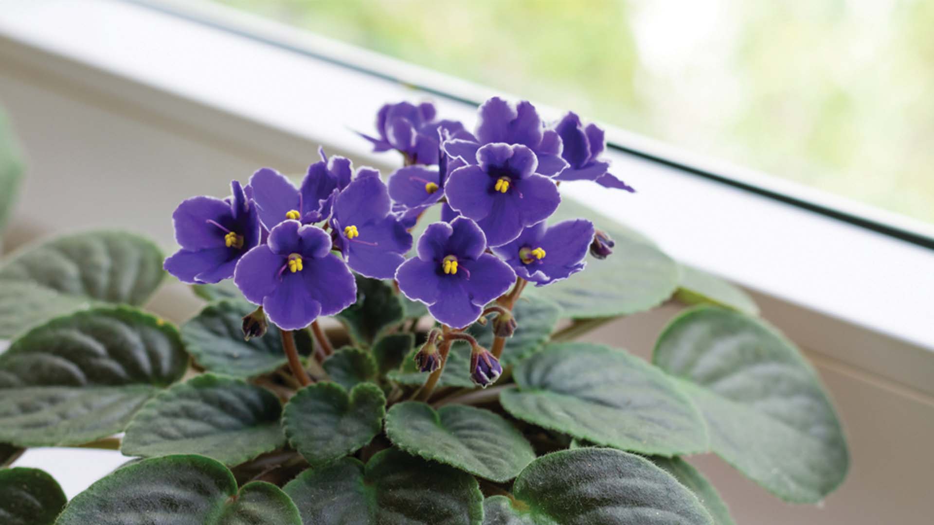 African Violet Pet-Safe National Puppy Day