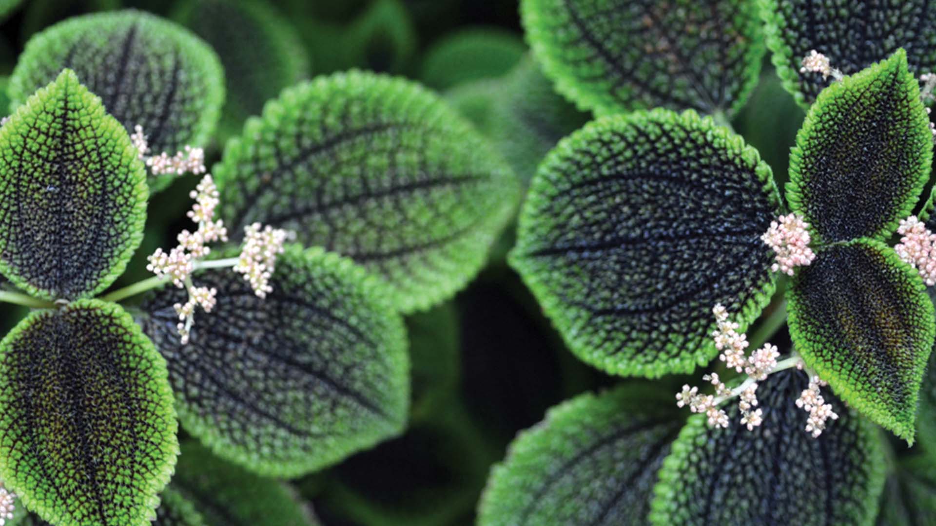Friendship Plant Pilea Involucrata Leaves Pet-Safe