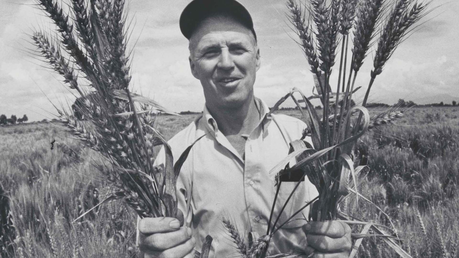 Norman Borlaug in Mexico Photo Credit: National Portrait Gallery