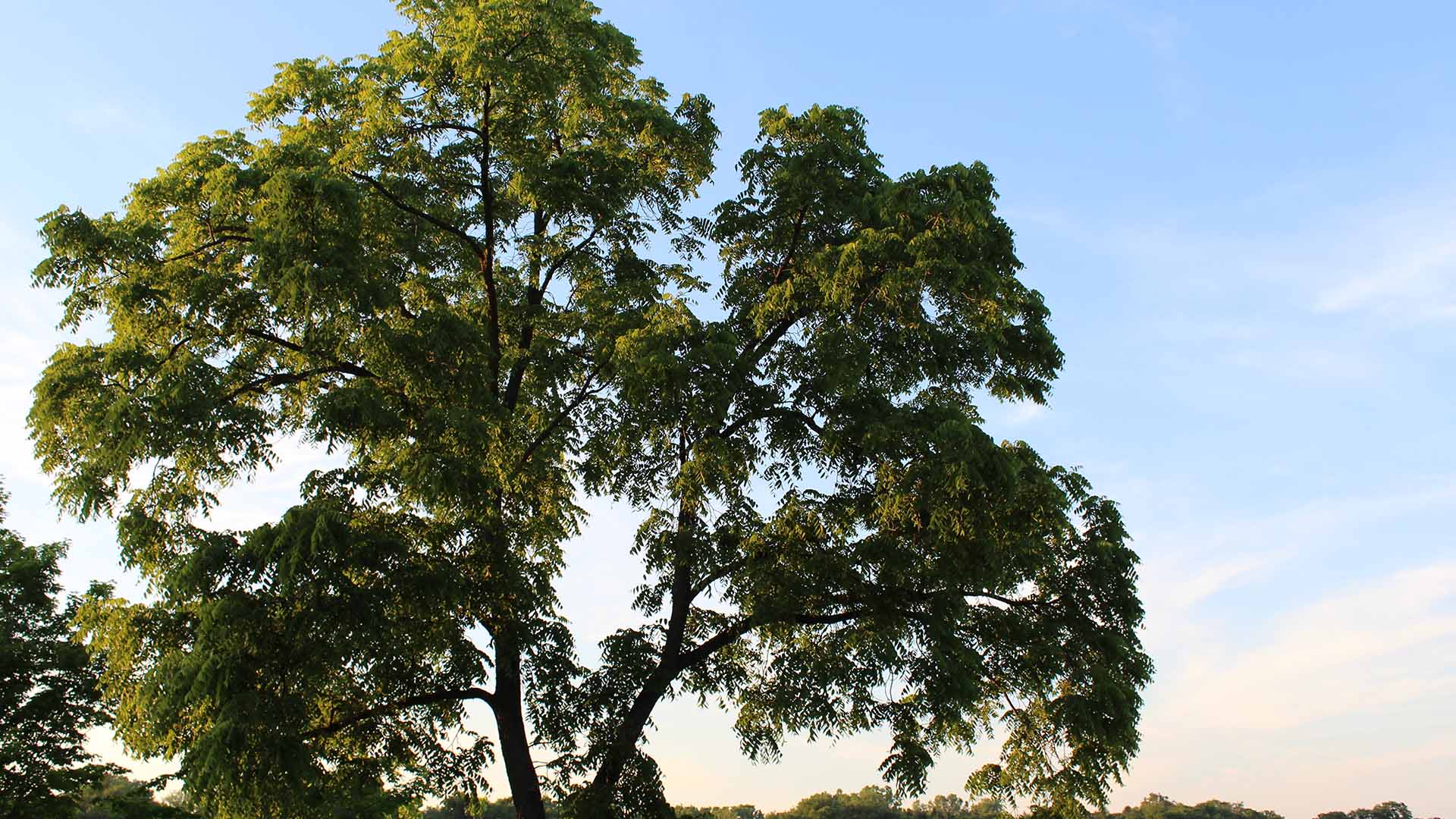 Black Walnut Tree Sunset Plant a Tree