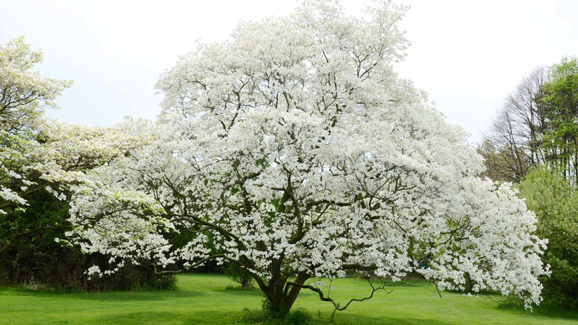 Flowering Dogwood Tree Blooming Earth Day