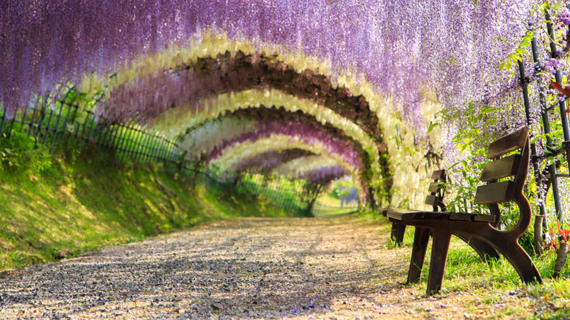 Japanese Cherry Blossom Festival Wisteria Tunnel