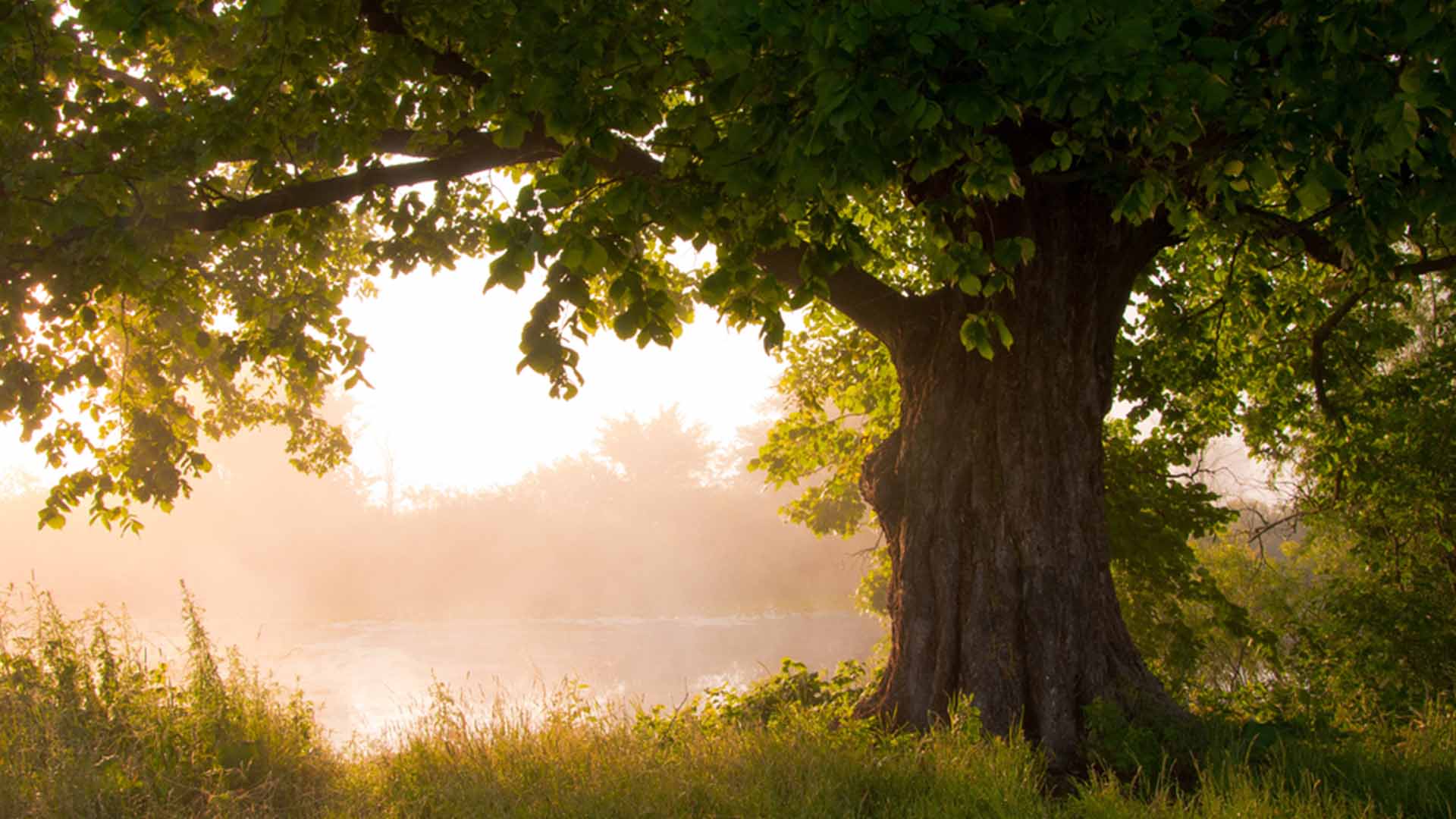 Oak Tree Earth Day Plant A Tree