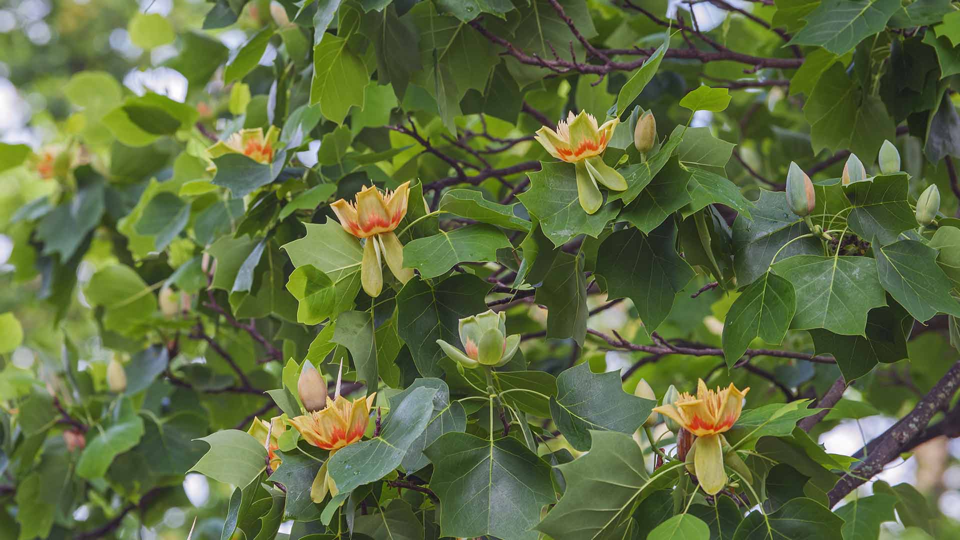 Tulip Tree Blooming Flowers Earth Day 2022