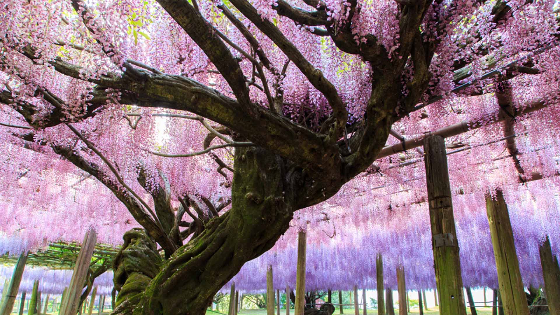 Wisteria Tree Tunnel Kitakyushu