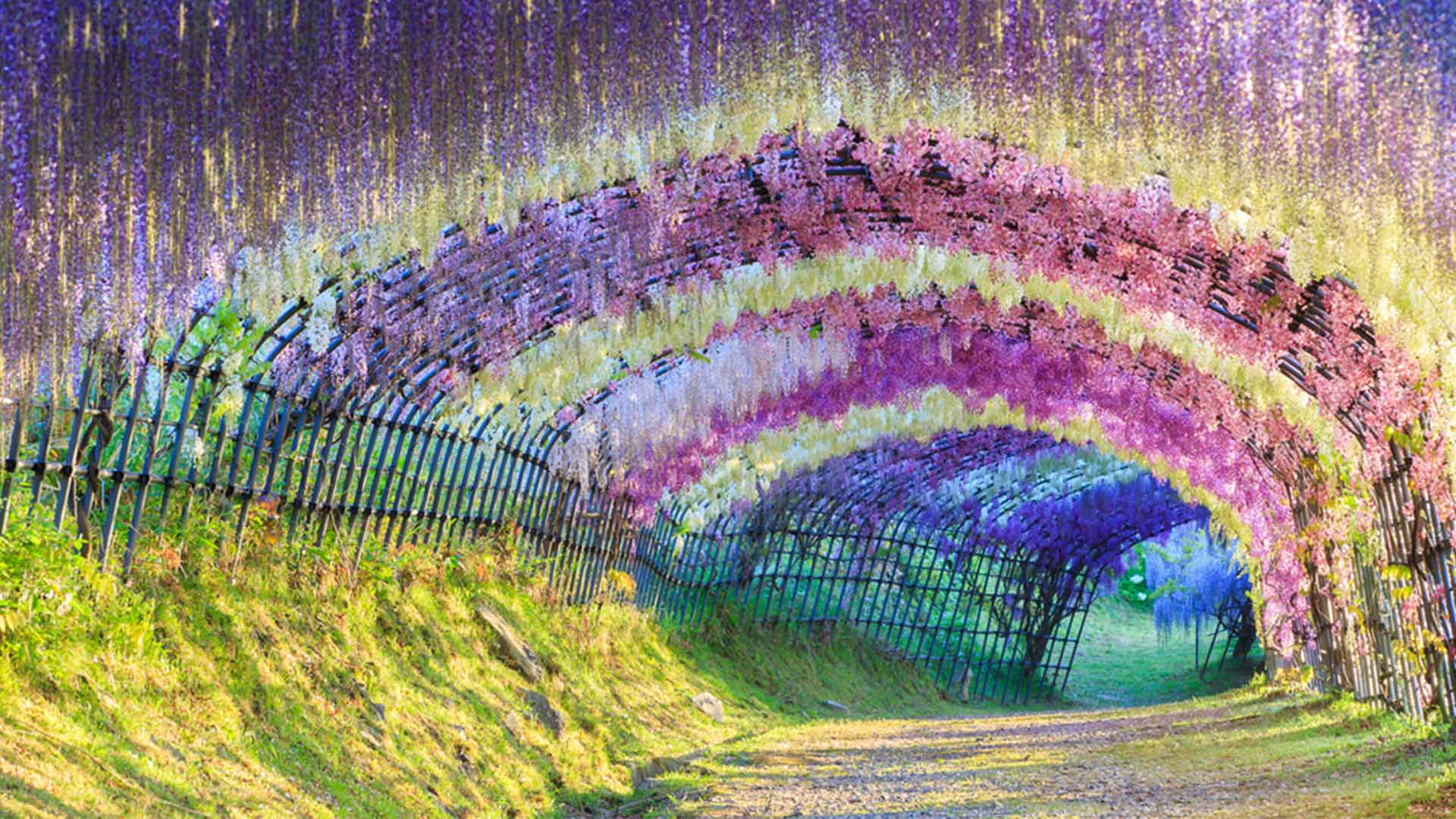 Wisteria Tunnel Kitakyushu Gardens Blooms