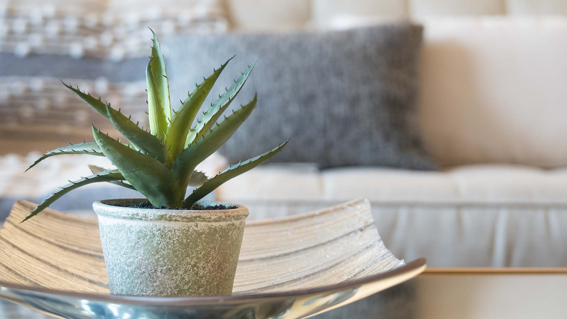 Aloe Vera Edible Houseplants Benefits