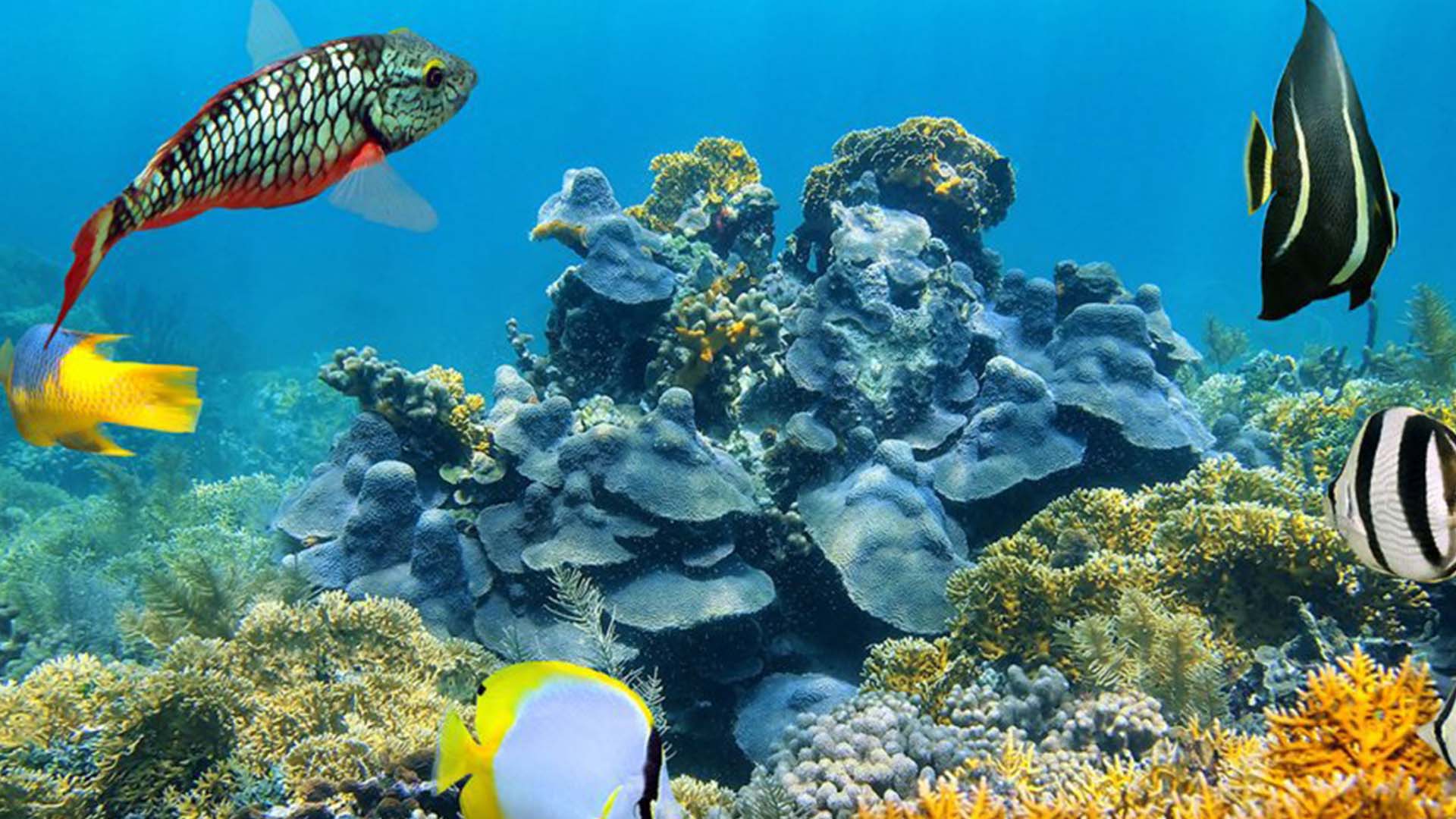 Belize Barrier Reef ALAMY Fish Swimming Ocean