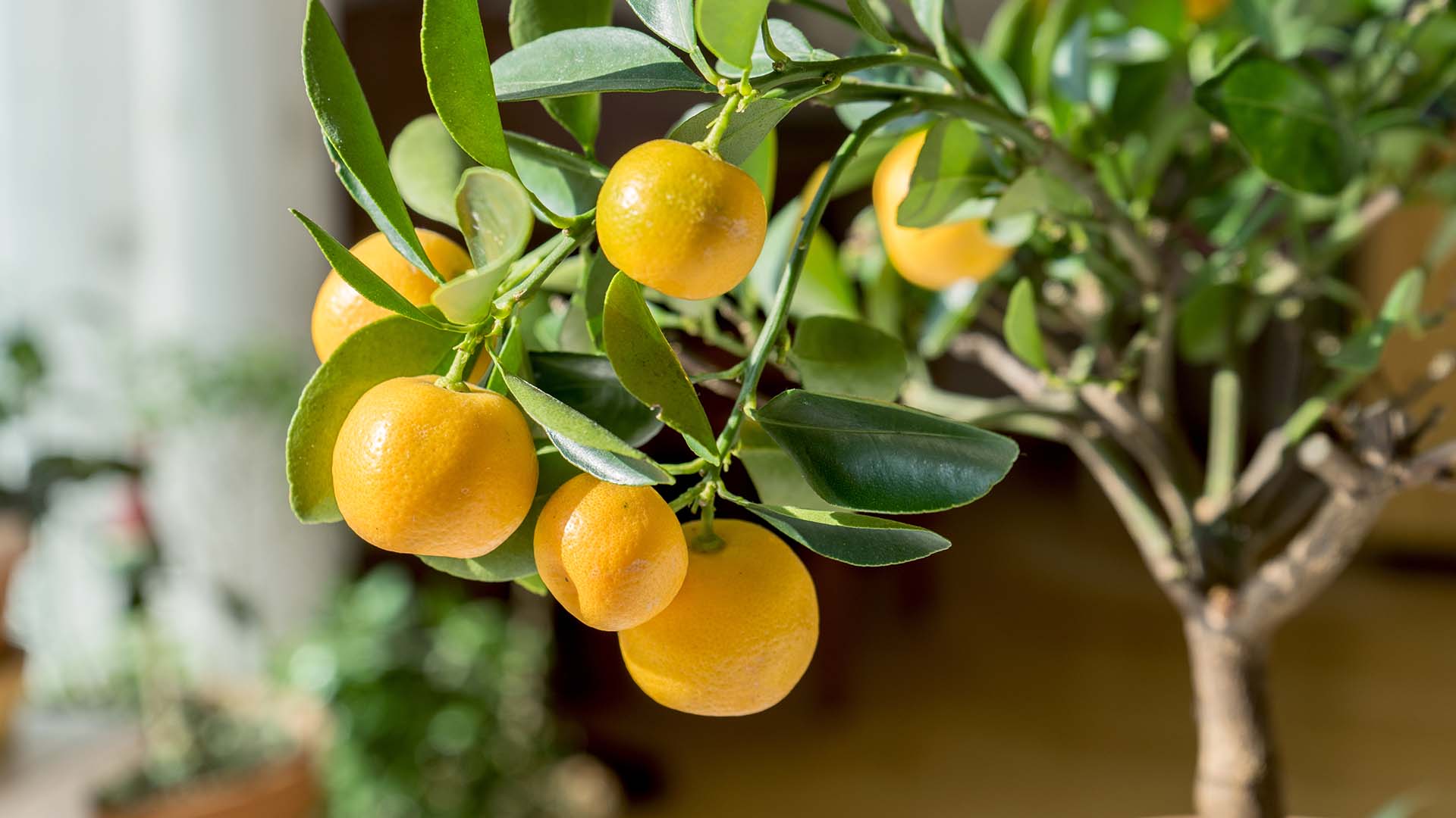 Citrus Tree Housplants That Are Food