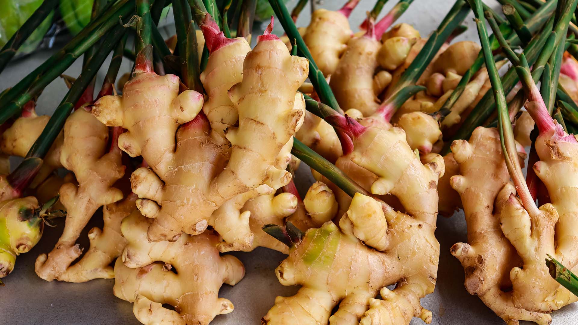 Ginger Plant Health Benefits Grow Indoors