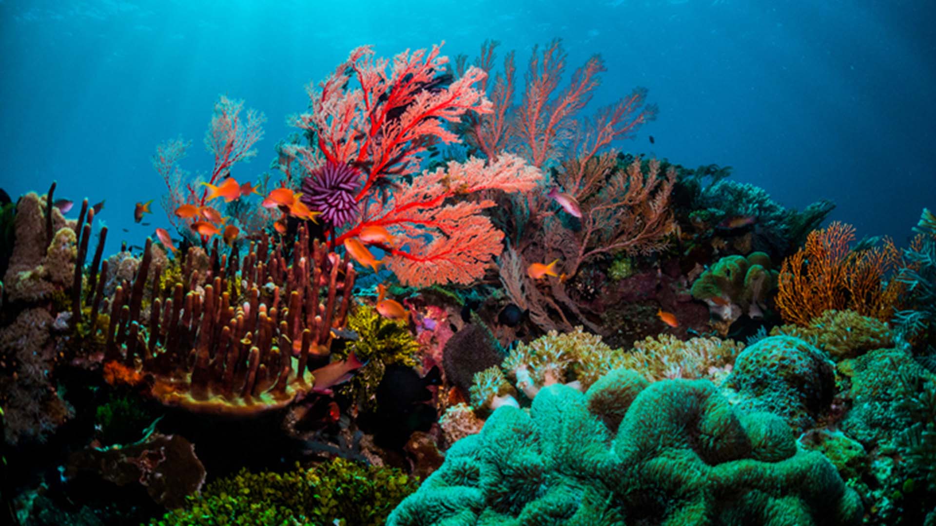 Great Barrier Reef Australia Largest Reef Ecosystem