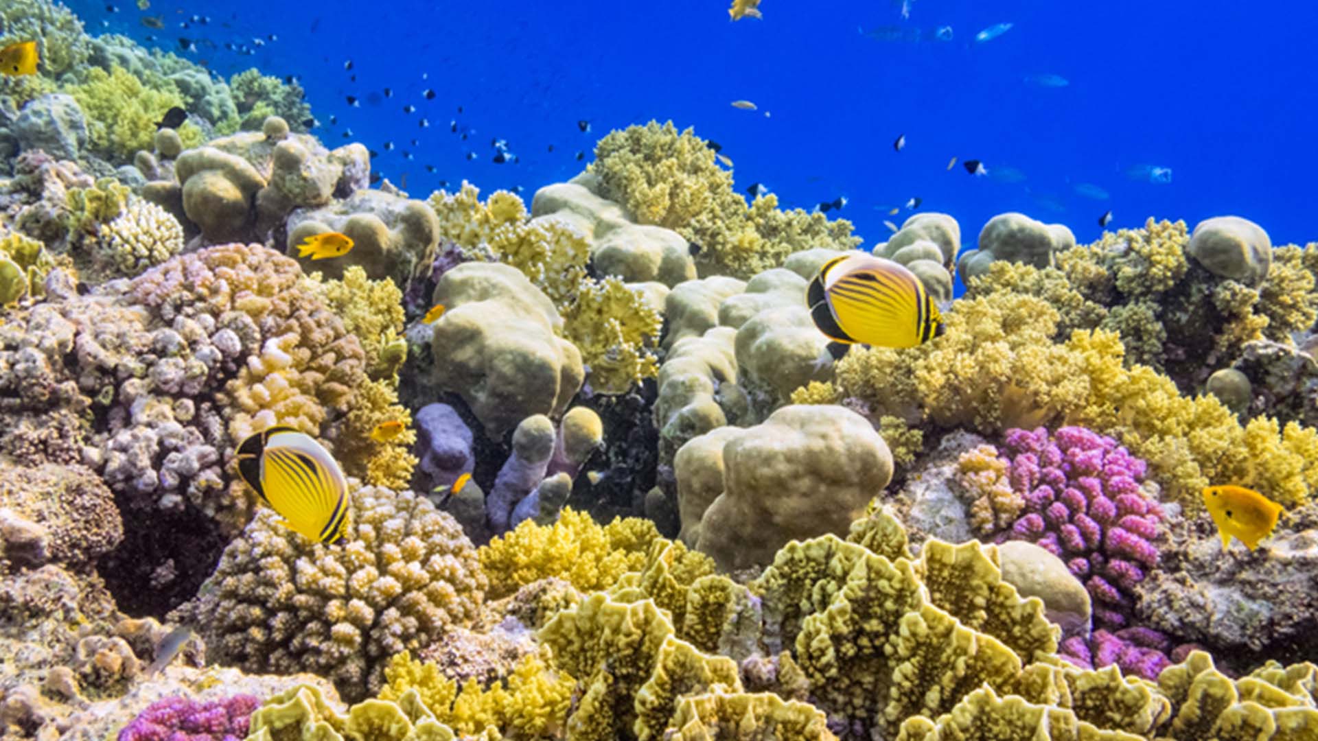 Palancar Reef, Mexico Coral Reef Ocean