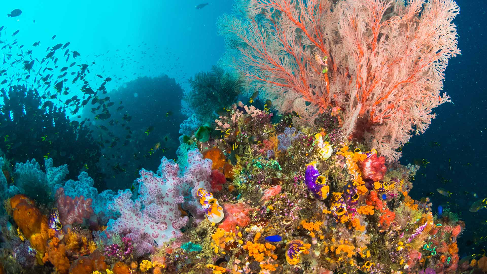 Raja Ampat, Indonesia Colorful Coral Ocean