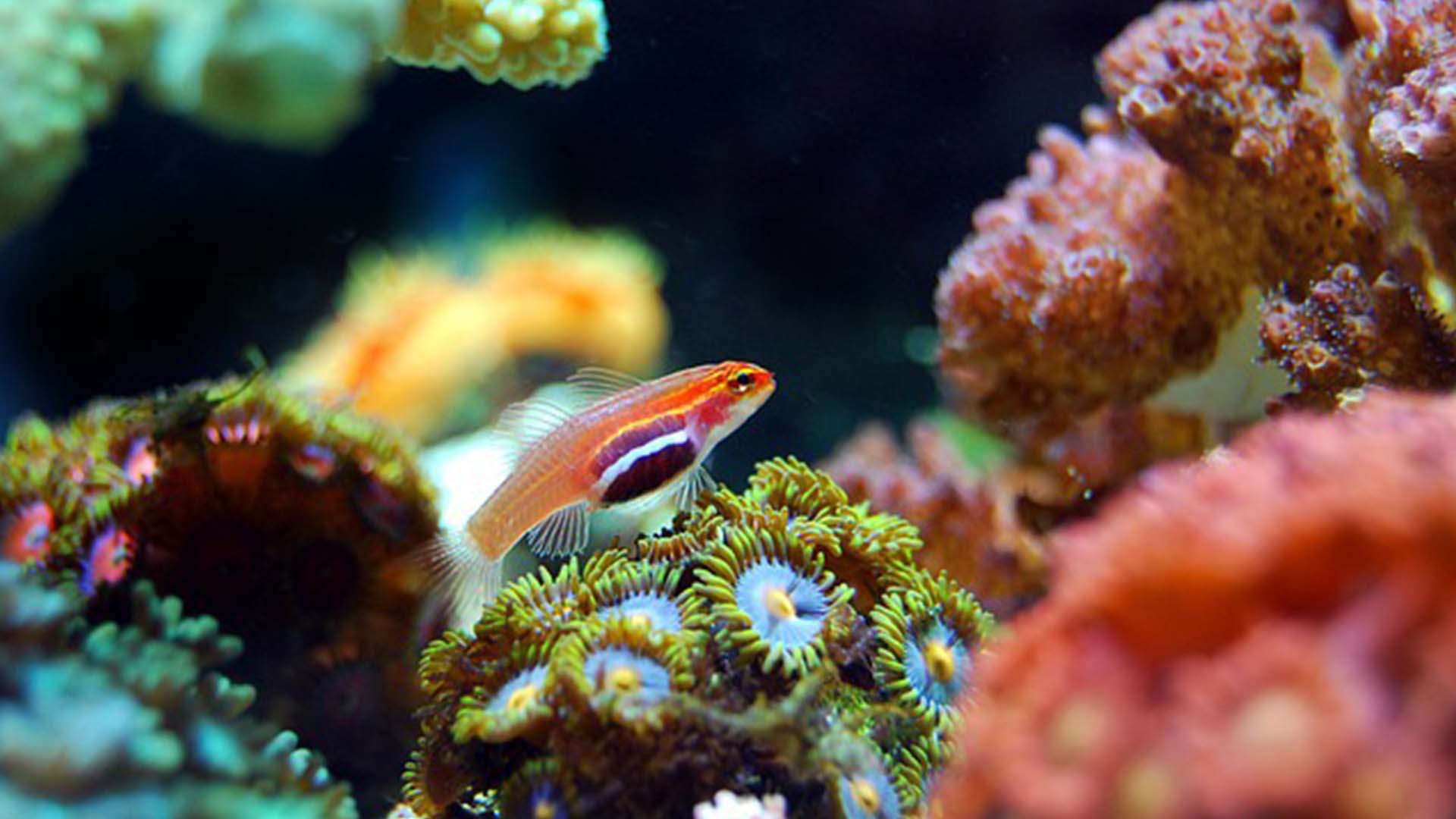 Tubbataha Reef Natural Park, Philippines