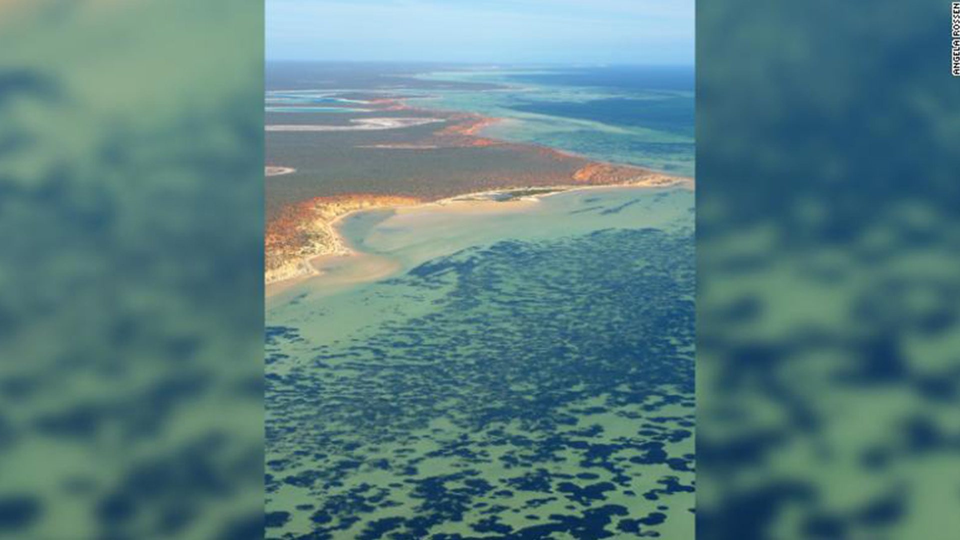 Australia Seagrass World's Largest Plant Discovery