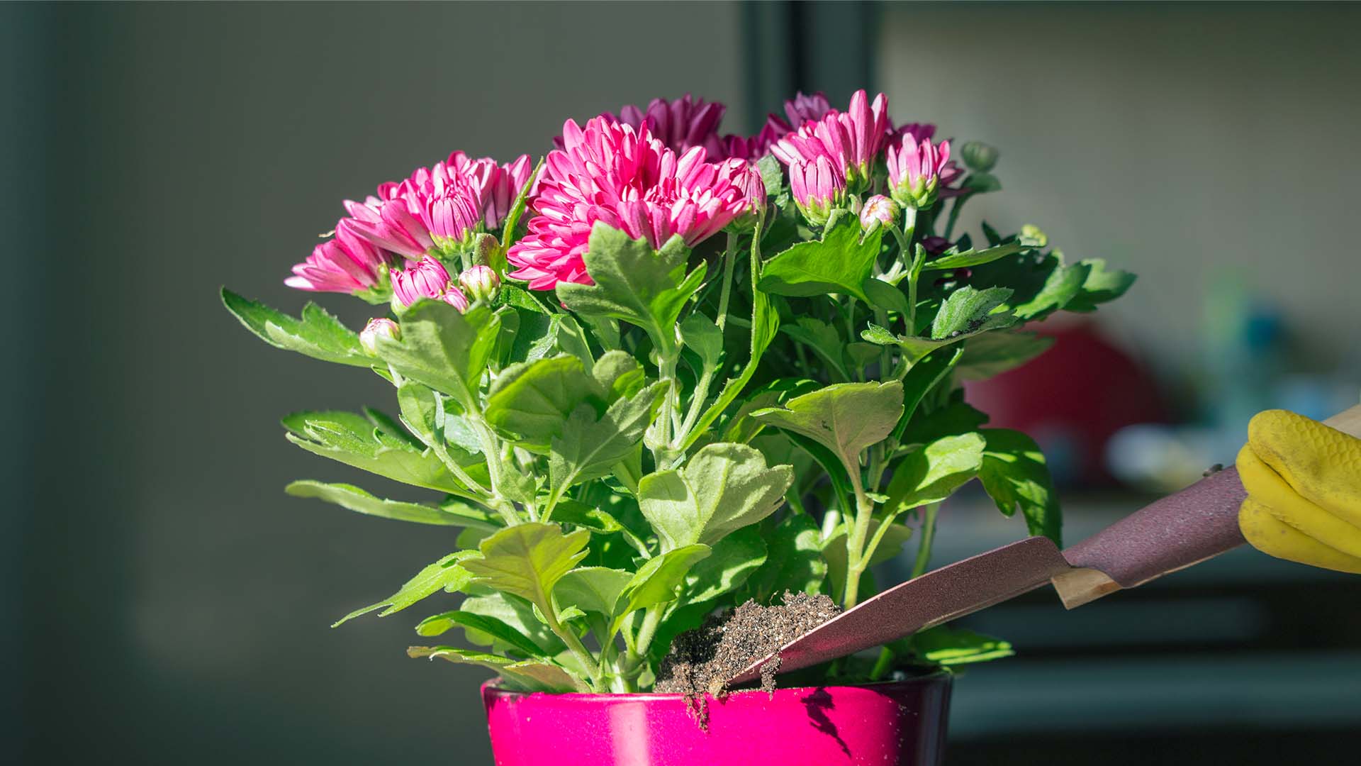 Chrysanthemum Houseplants Clean Air