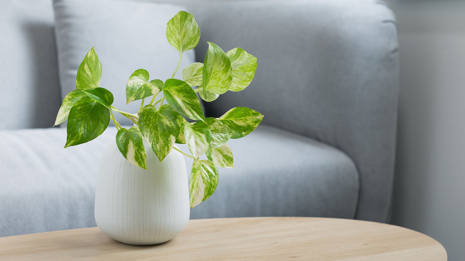 Epipremnum Aureum Devil's Ivy Houseplants