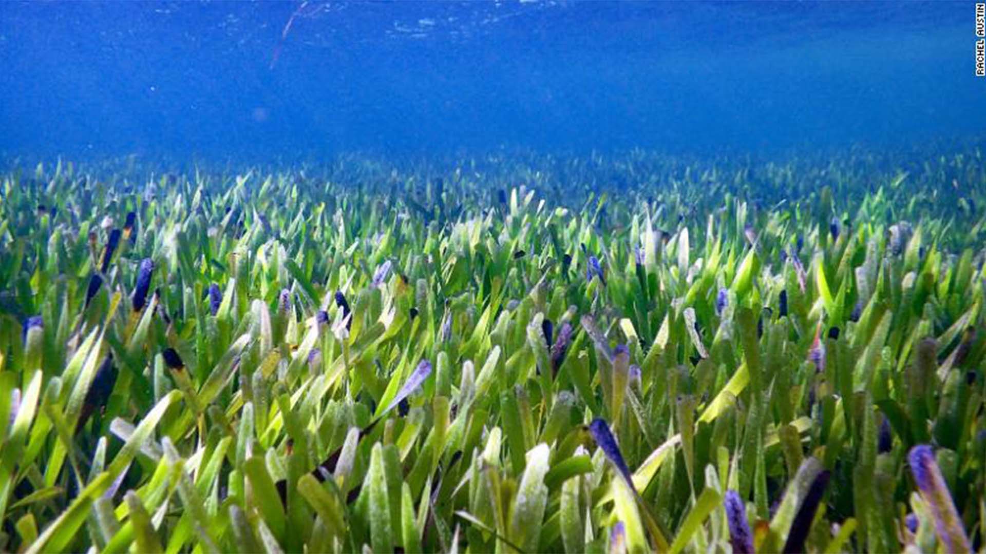 Seagrass World's Largest Plant Posidonia australis