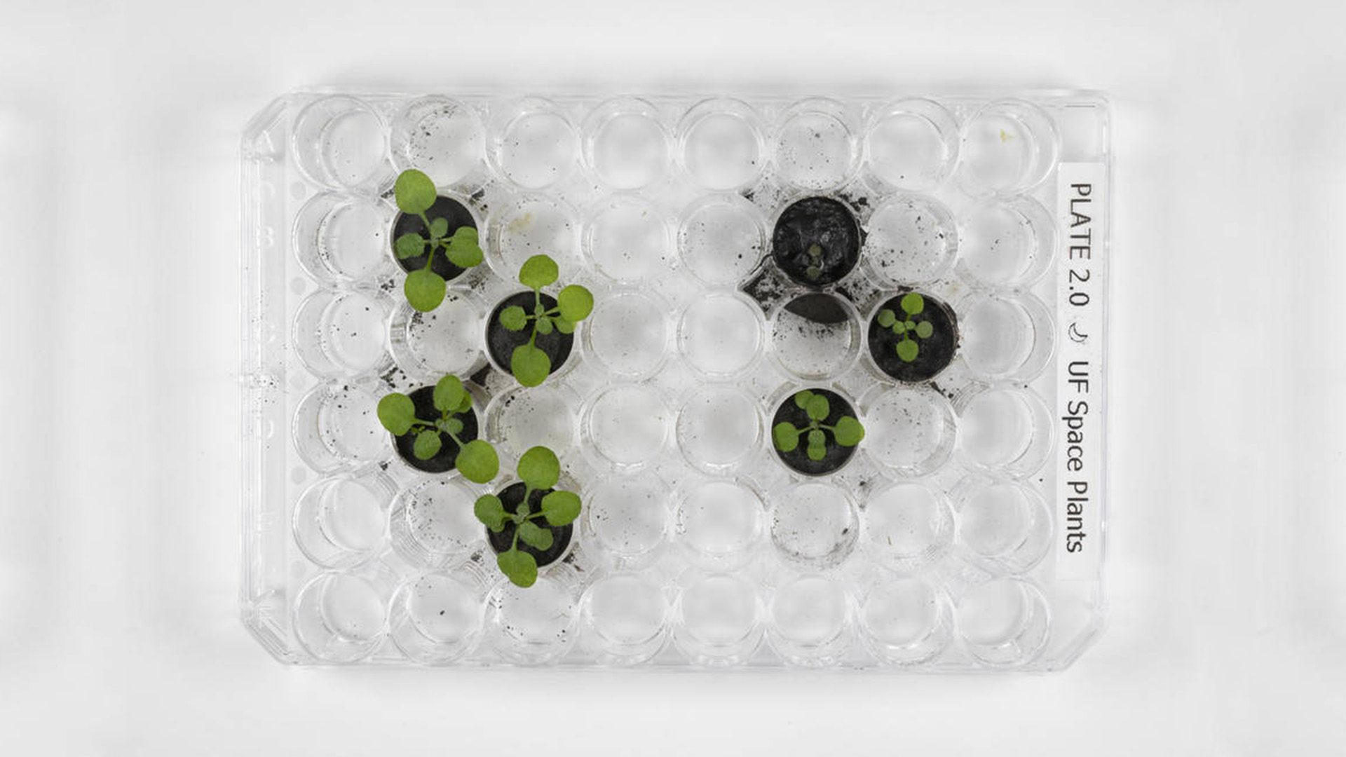 Lunar Plant Samples Growth Comparison Lunar Plant Samples Growth Comparison