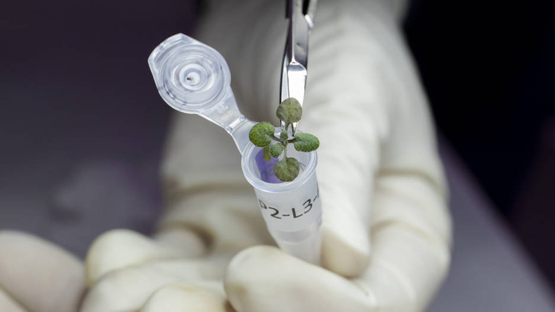 Plants Grown in Lunar Soil NASA Plants Grown in Lunar Soil NASA