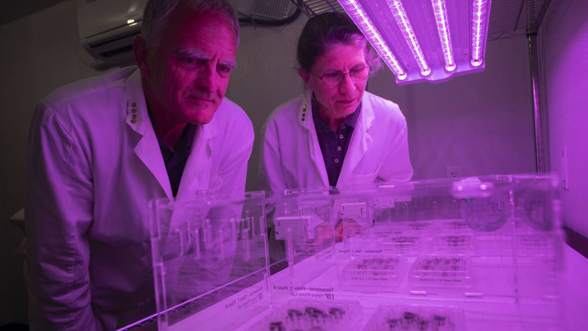 Scientists Successfully Grow Plants in Lunar Soil