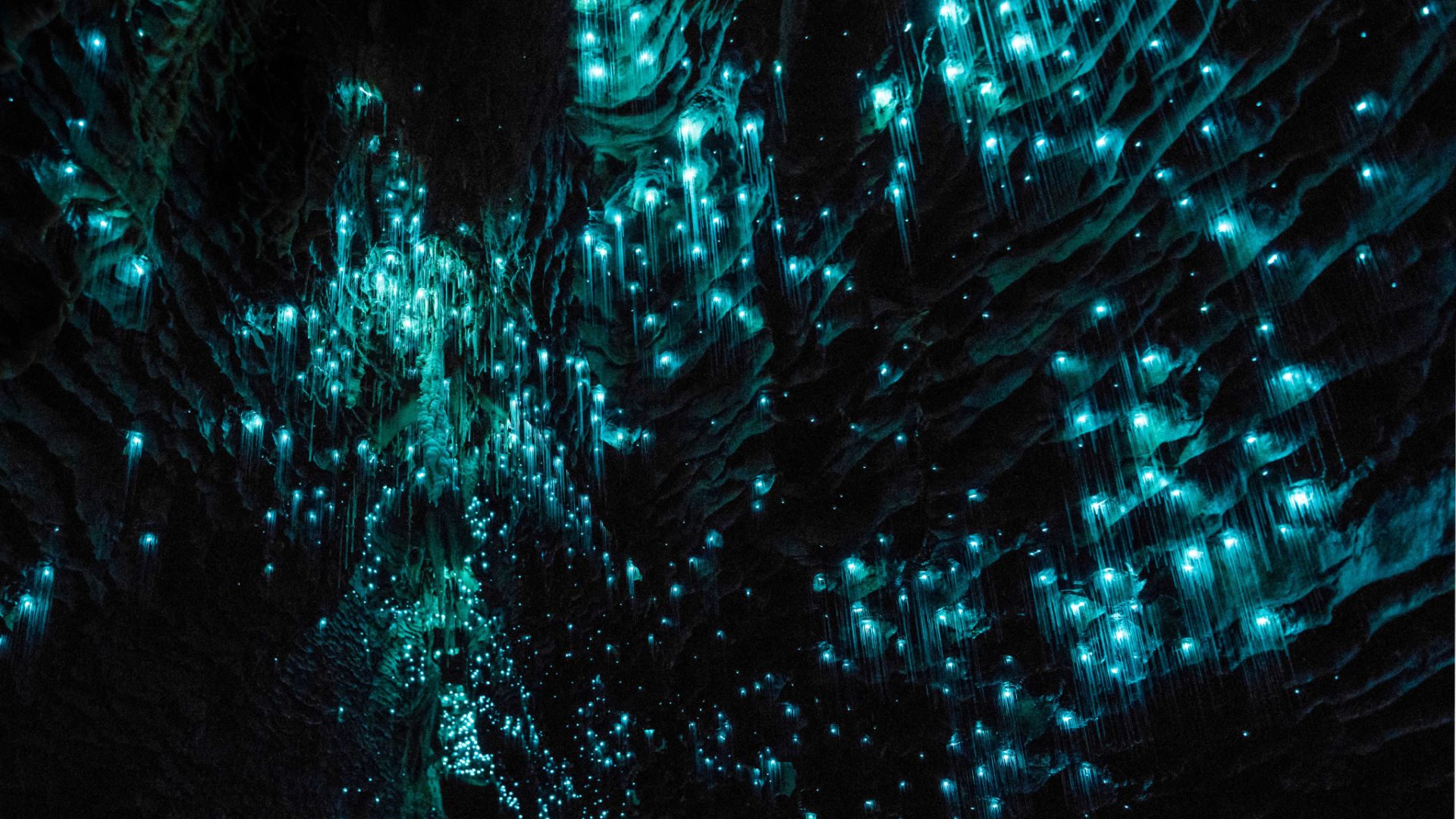 Waitomo Caves Glowworms, New Zealand