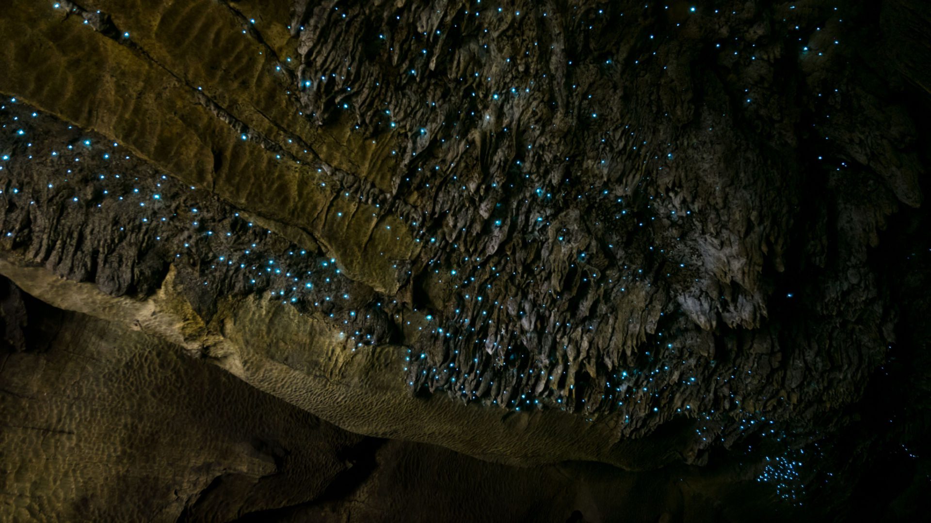 Waitomo Cave Glowworms