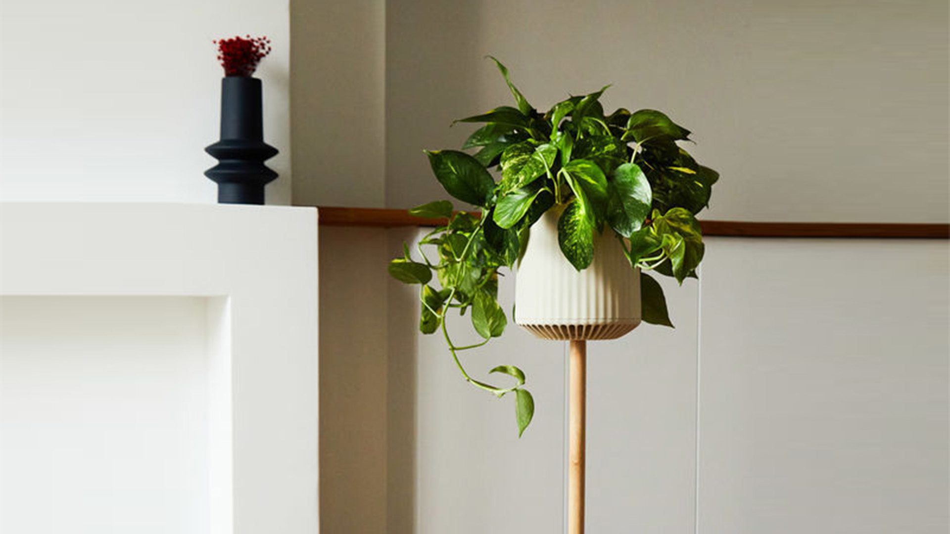 Neoplants Air Purifying Genetically Engineered Plant Neoplants Air Purifying Genetically Engineered Plant