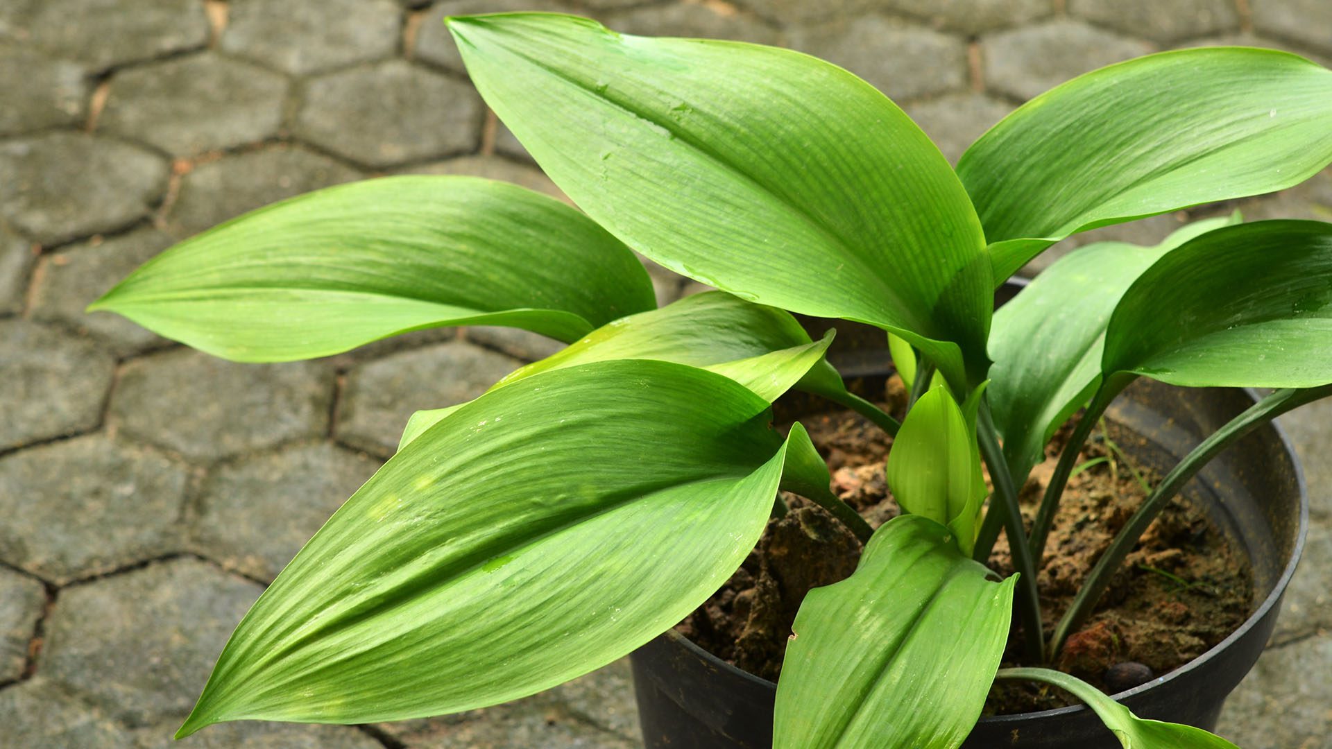 Cast Iron Plant Potted Outdoor Winter Plant