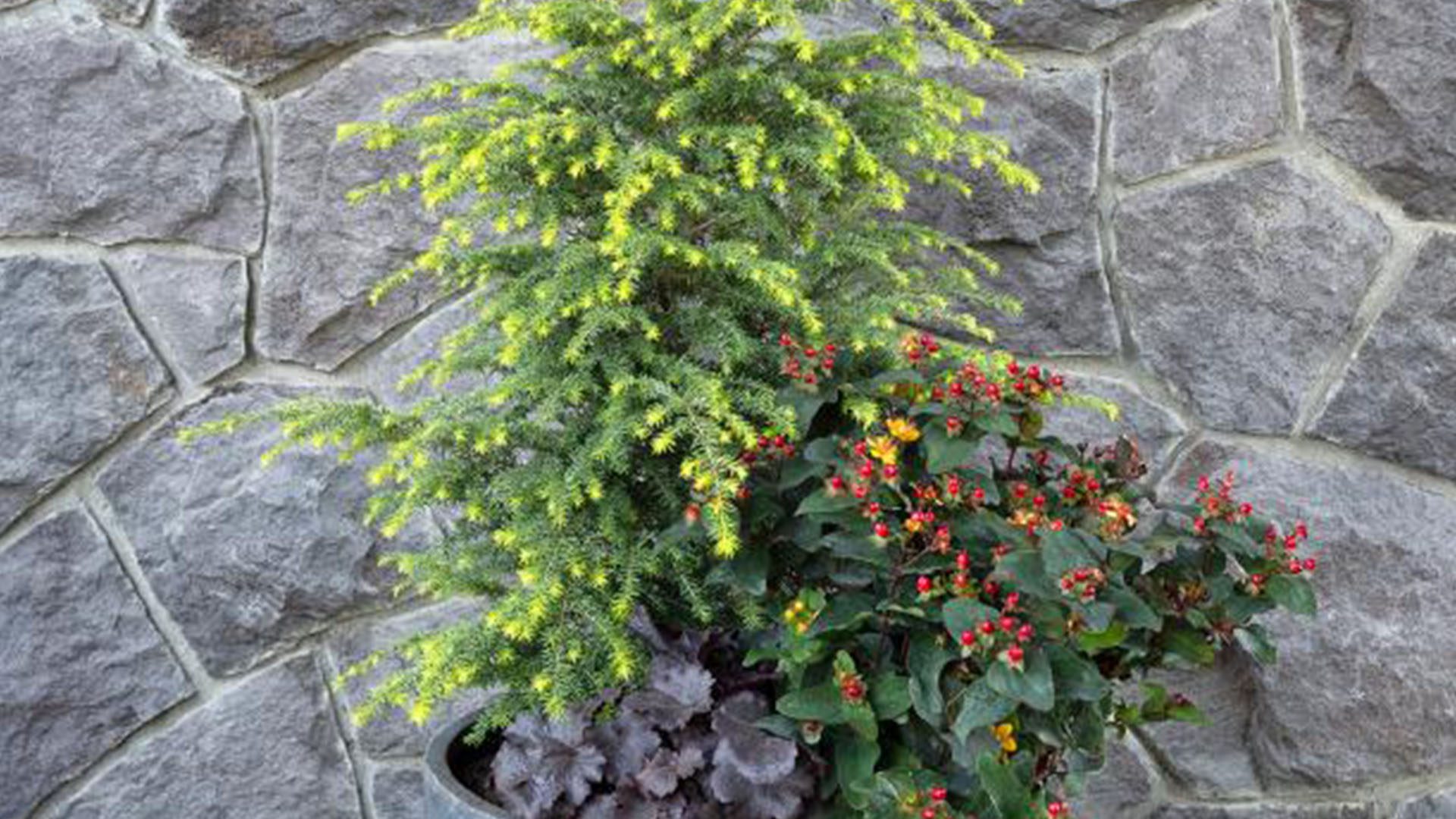 Golden Duke Eastern Hemlock Monorovia Winter Plant