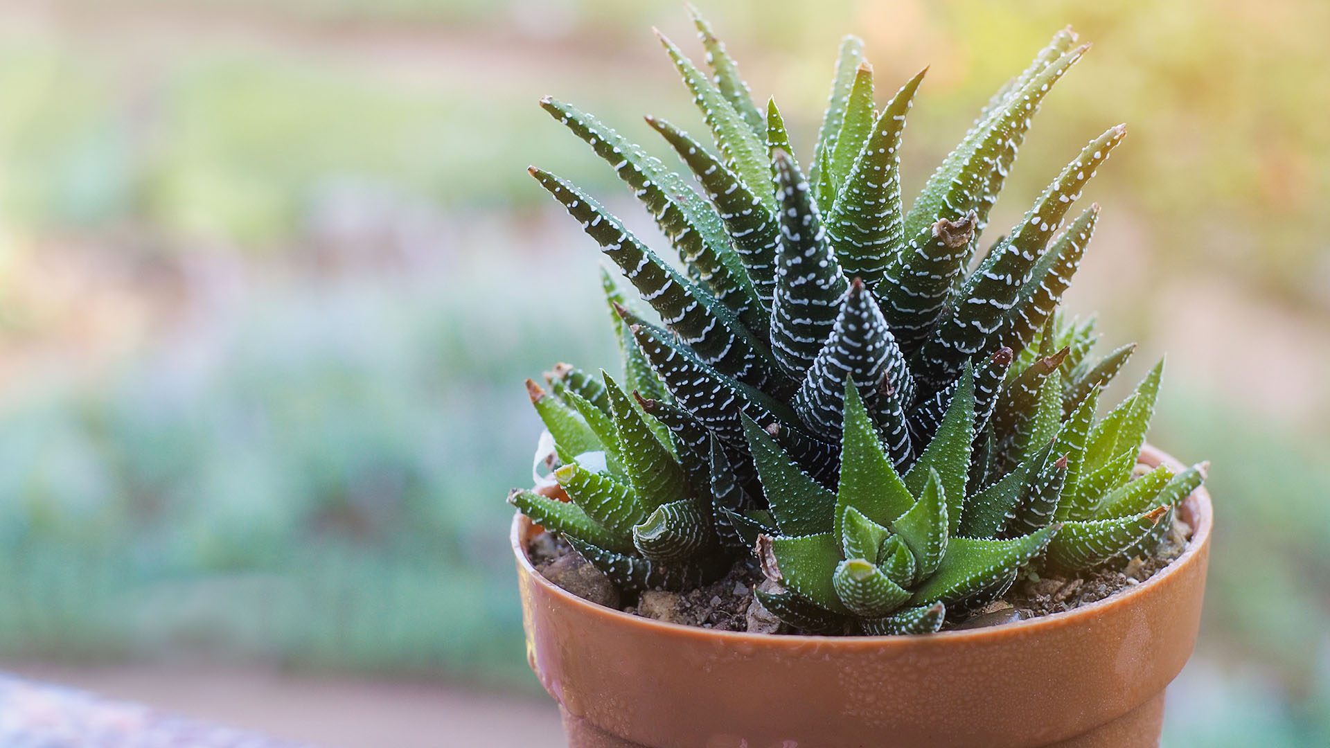 Houseplant Haworthia Cold Weather Friendly