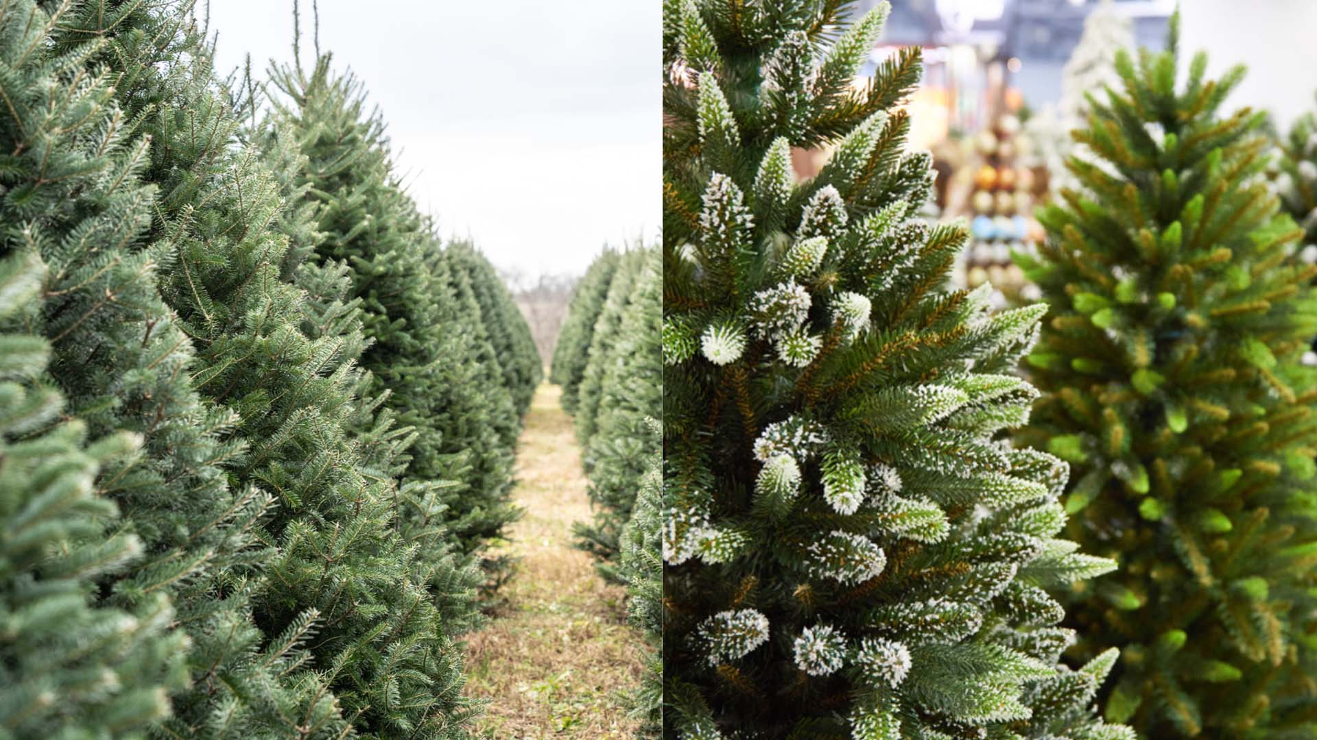 Are real or artificial trees better for the environment?