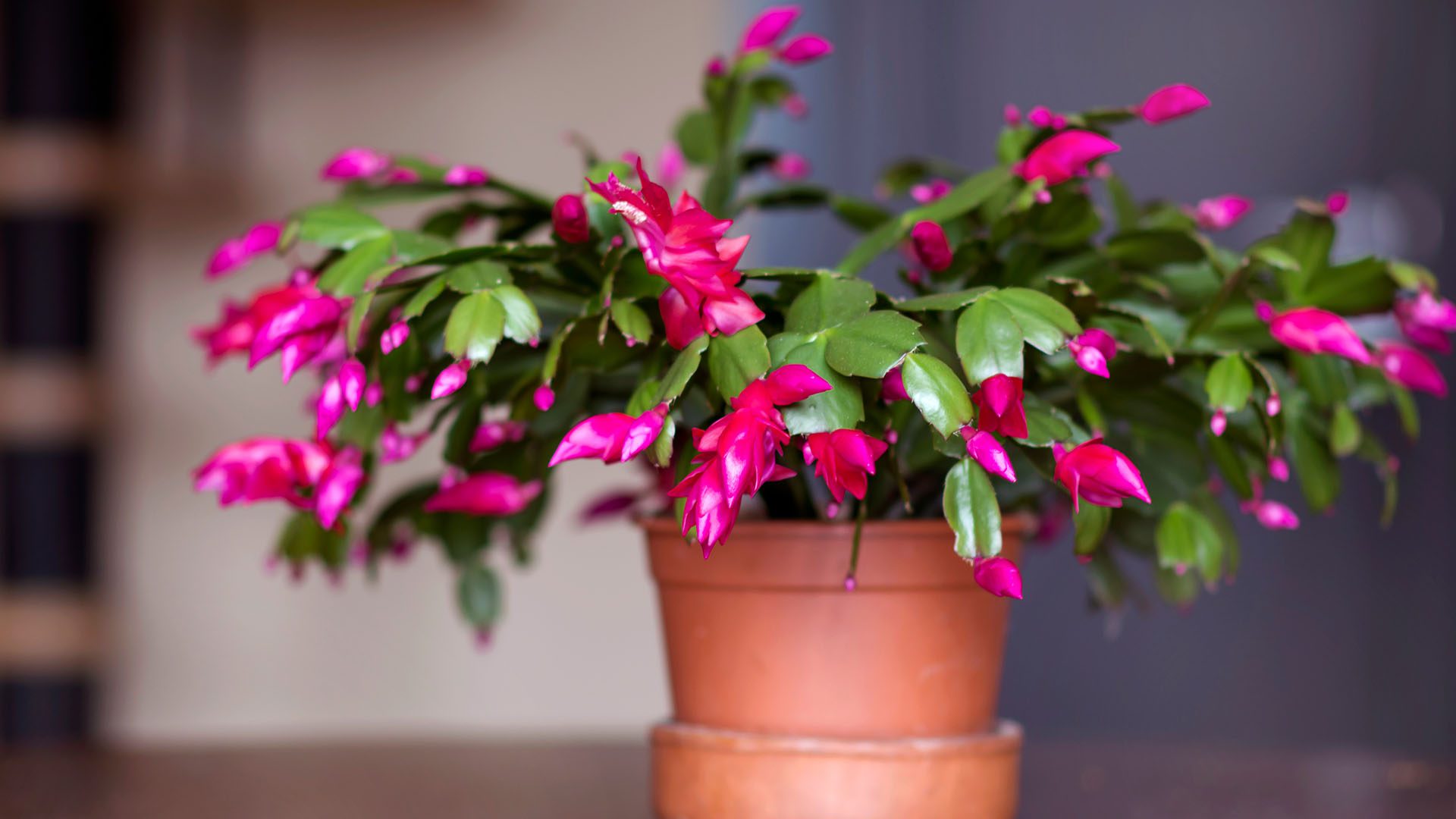 White Christmas Cactus Indoor Winter Plants