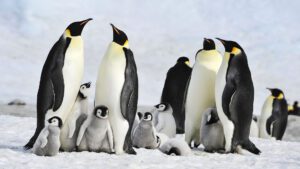 Emperor Penguin Colony Discovered in Antarctica