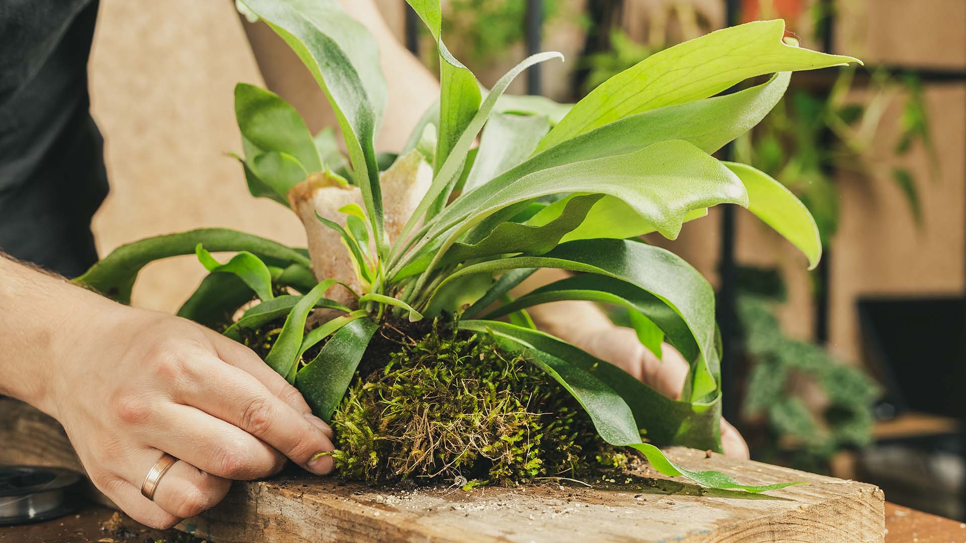 Mounting epiphytic Houseplant Trends 2023