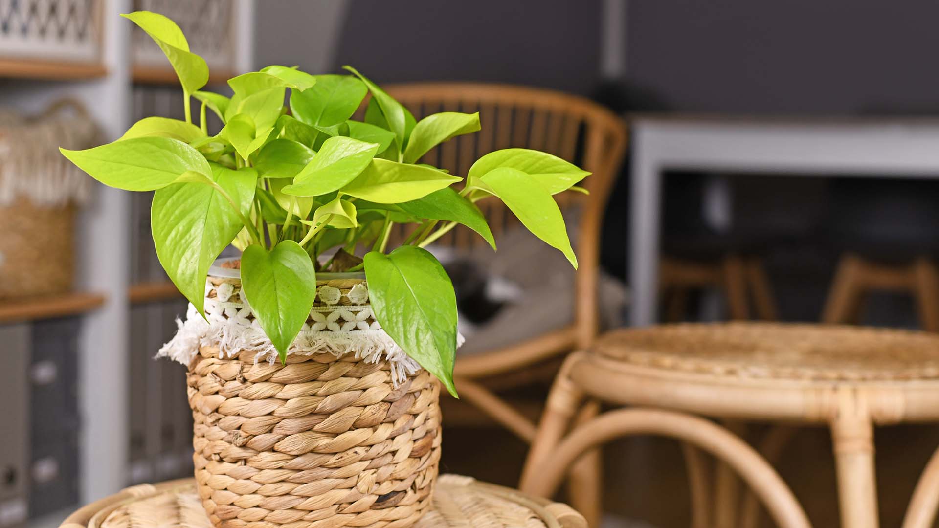 Neon Pothos Houseplant Yellow Golden Leaves Trend