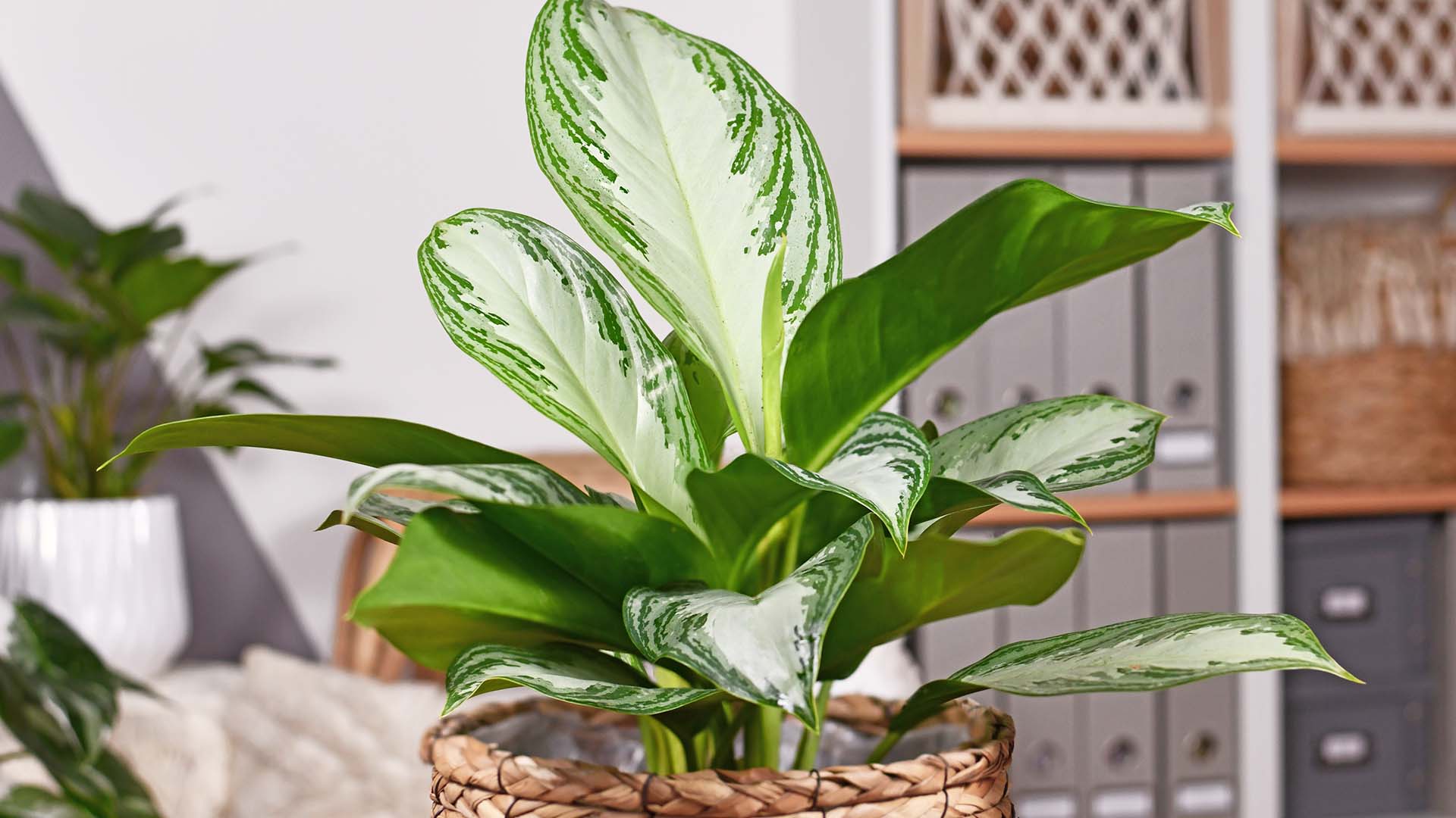 Silver Bay Aglaonema Low-Maintenance Plants 2023