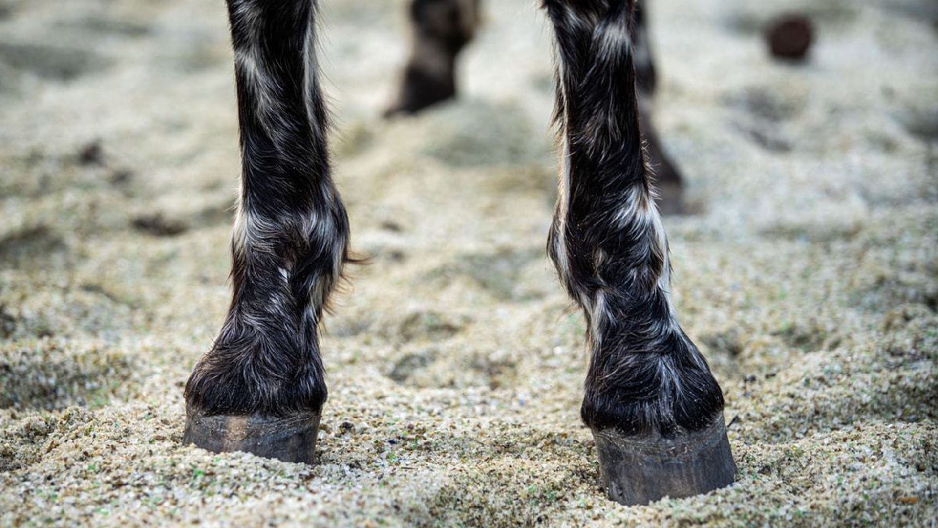 Walt Disney World's Recycled Glass for Horse Paths