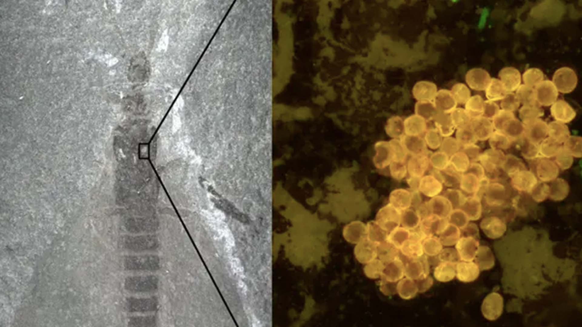 A tillyardembia fossil with an enlarged area showing pollen attached to its body A tillyardembia fossil with an enlarged area showing pollen attached to its body