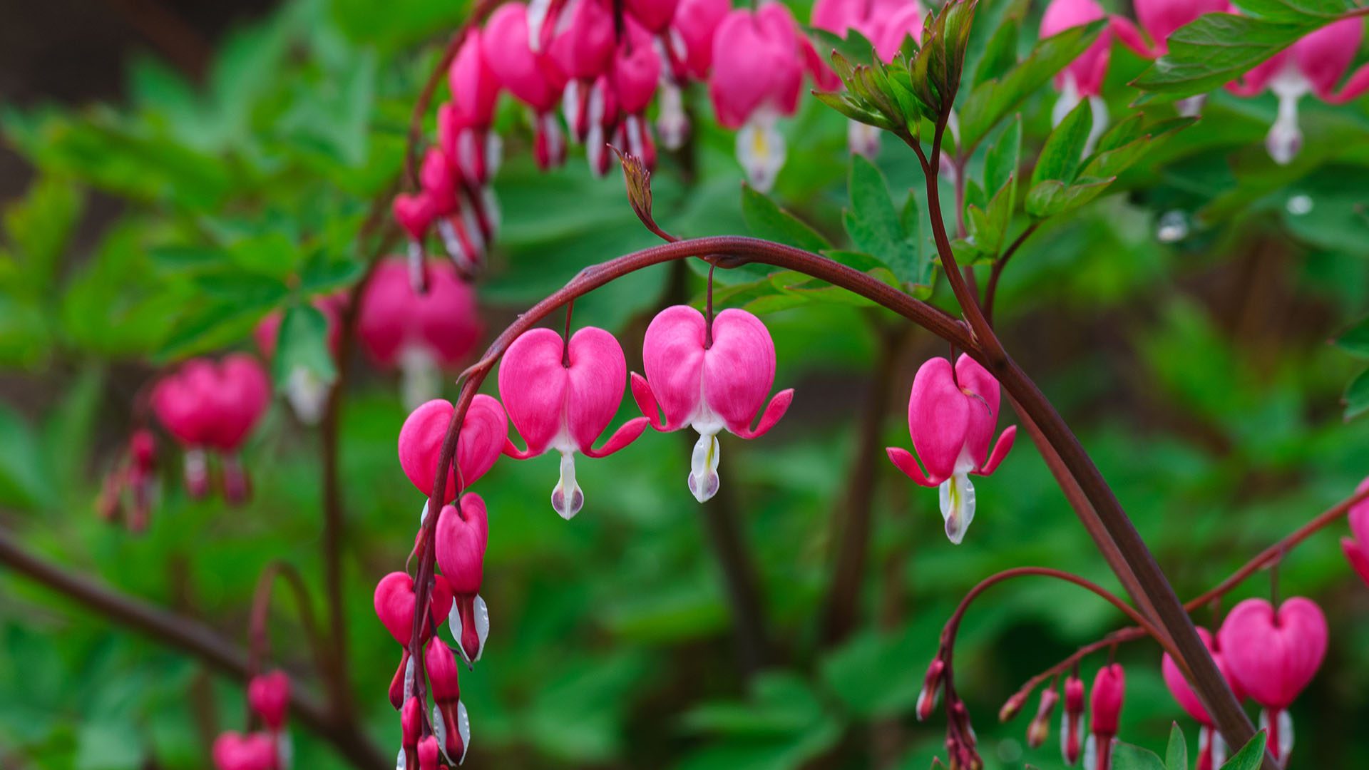 Bleeding Heart Flowers Spring Bloom