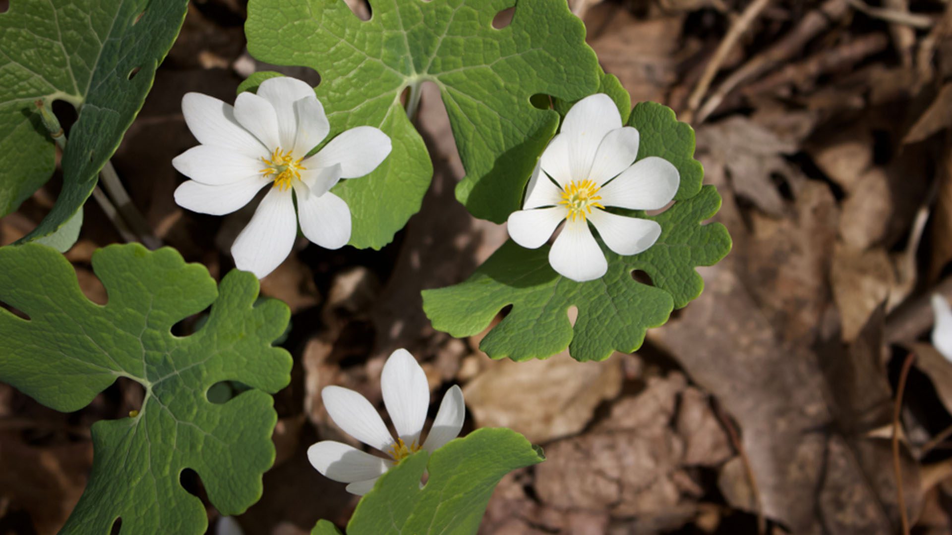 Bloodroot Bloom White Flowers Bloom Spring