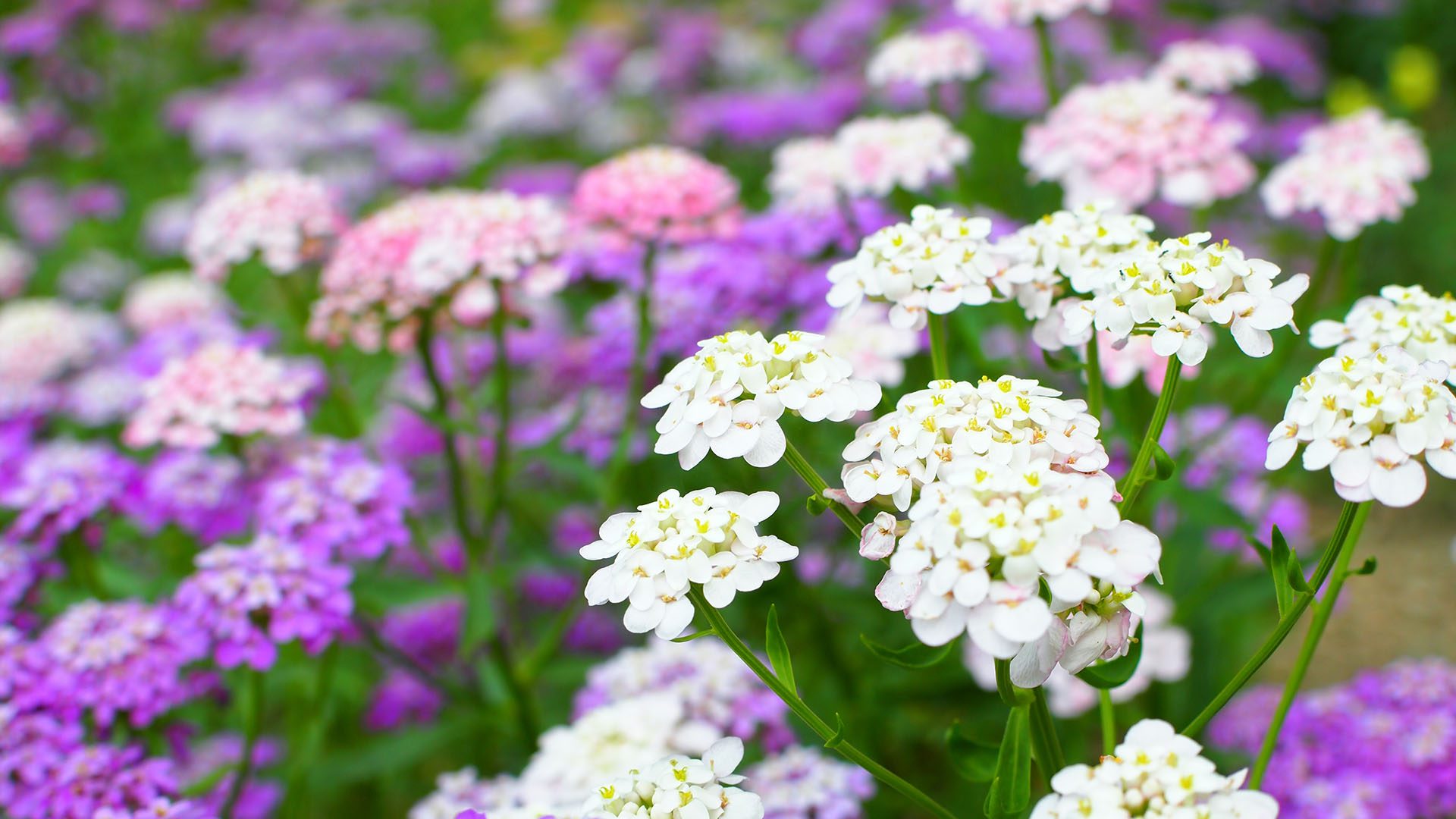 Candytuft Garden Spring Flowers Blooming