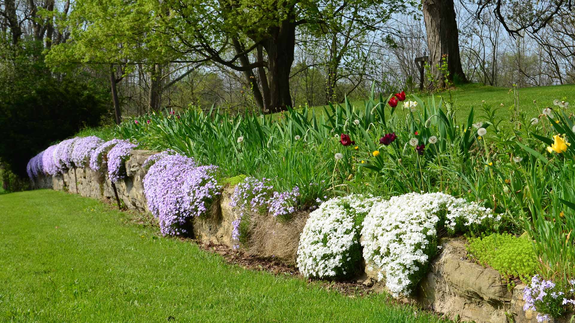 Creeping Phlox White Purple Flowers Blooming