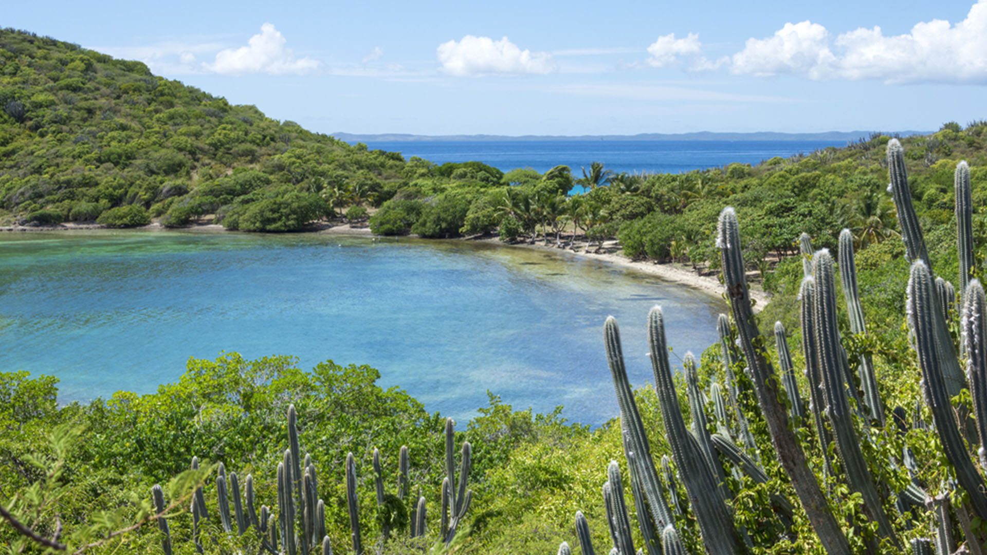 Culebra Puerto Rico Plants Nature Spring 2023 Travel