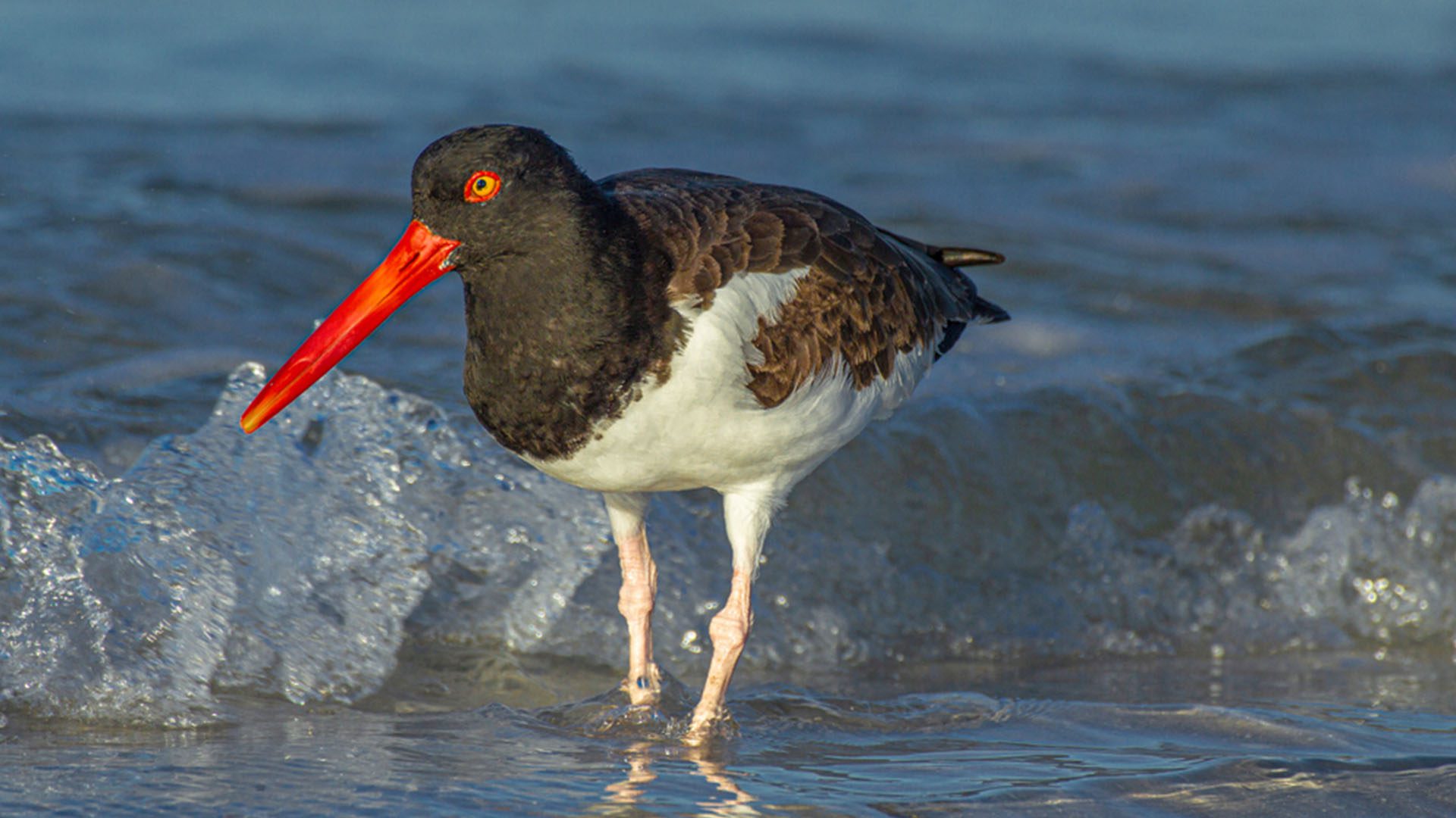 DeSoto Park Oyster Catcher Birdwatching Travel