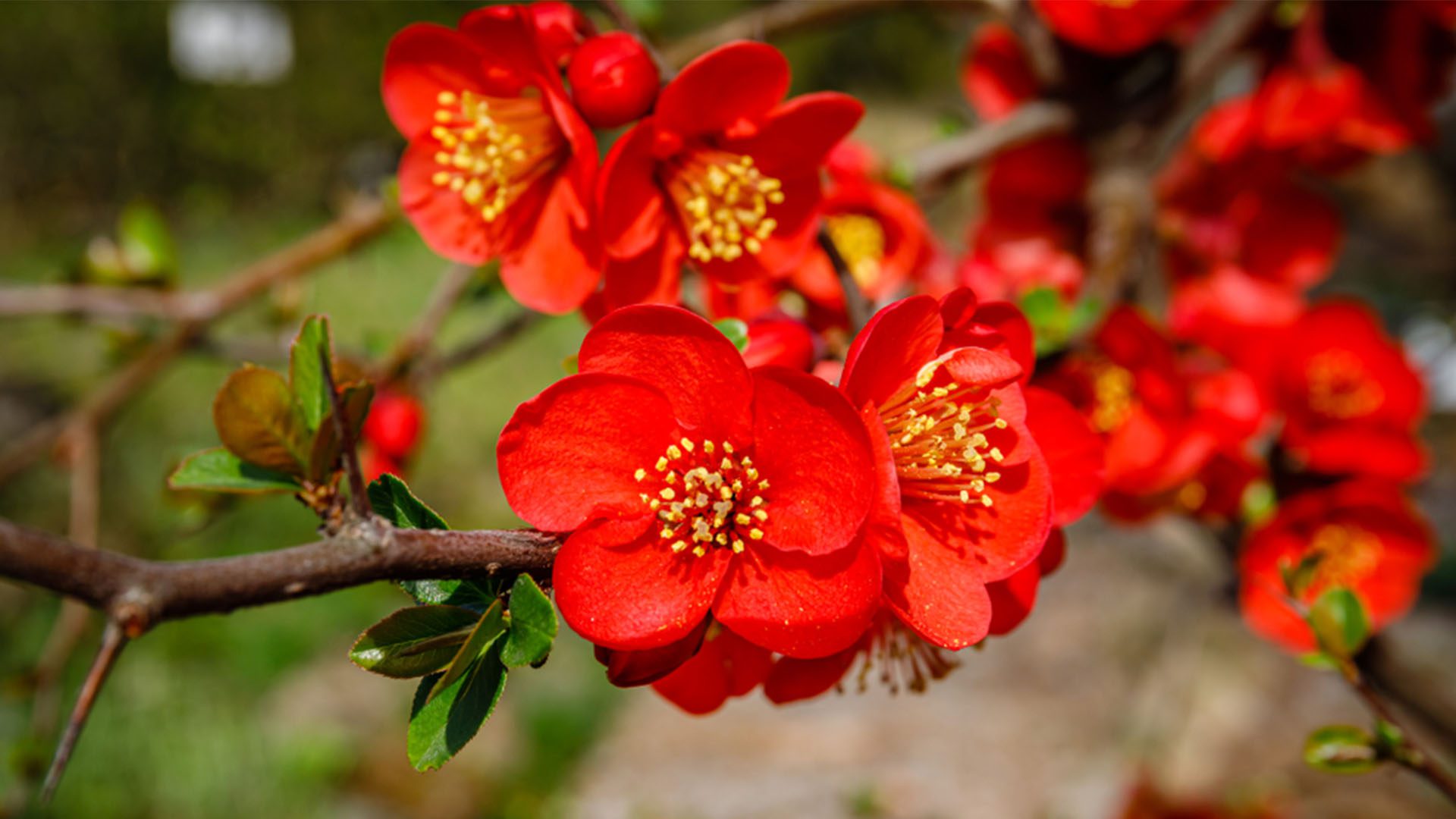 Flowering Quince Red Bloom Spring Flowers